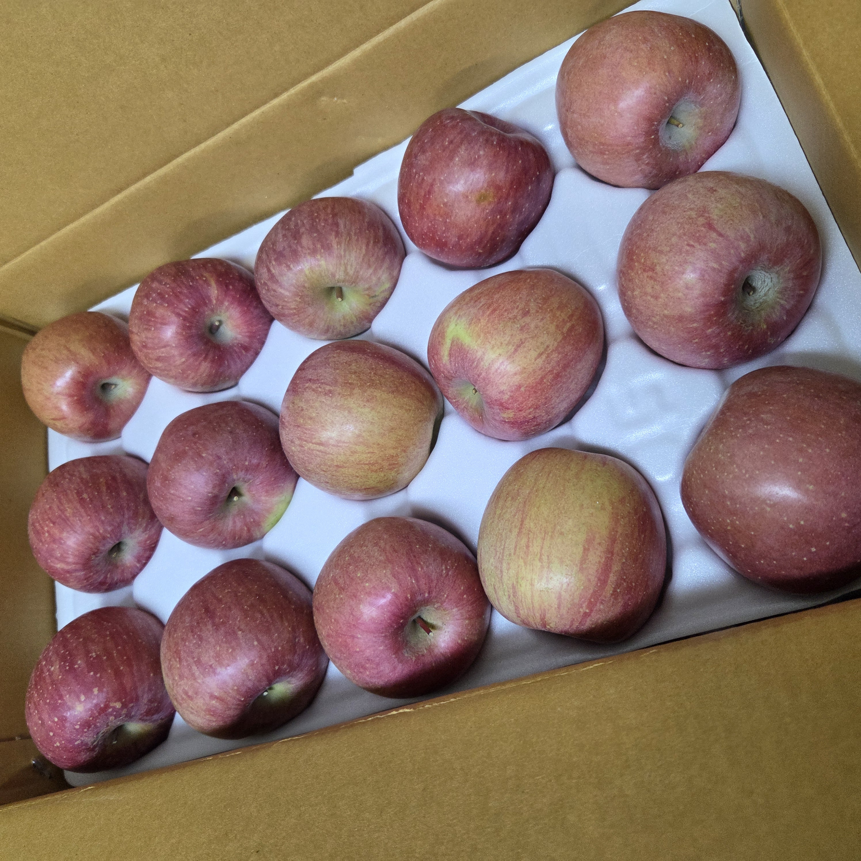 풍기농협 영주사과 3.5kg + 1kg 추가증정-1