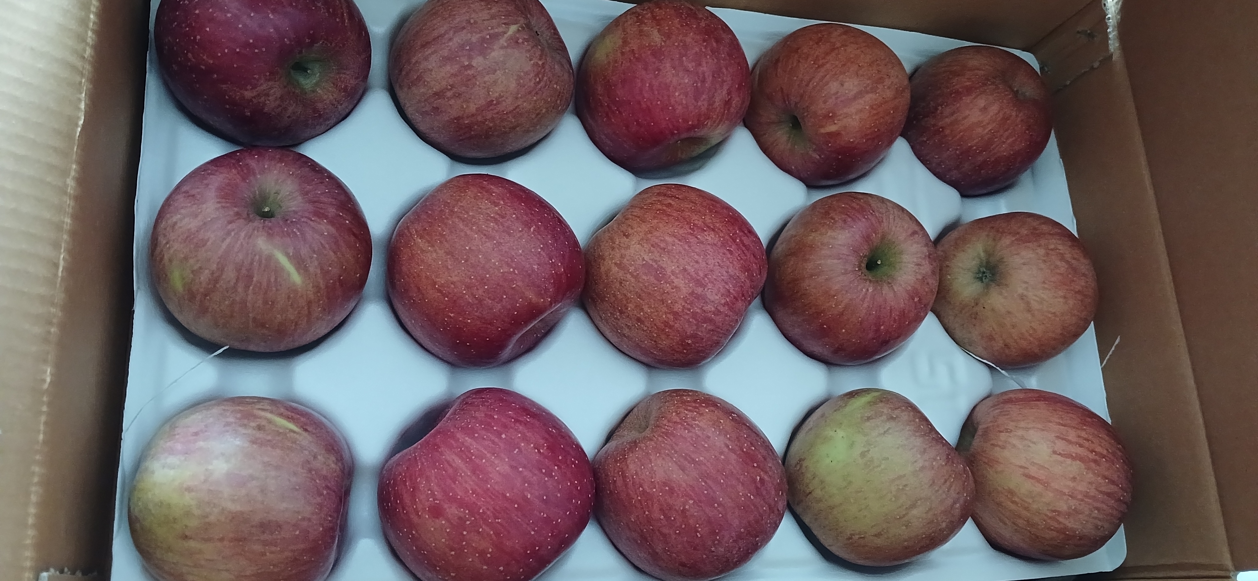 풍기농협 영주사과 3.5kg + 1kg 추가증정-1