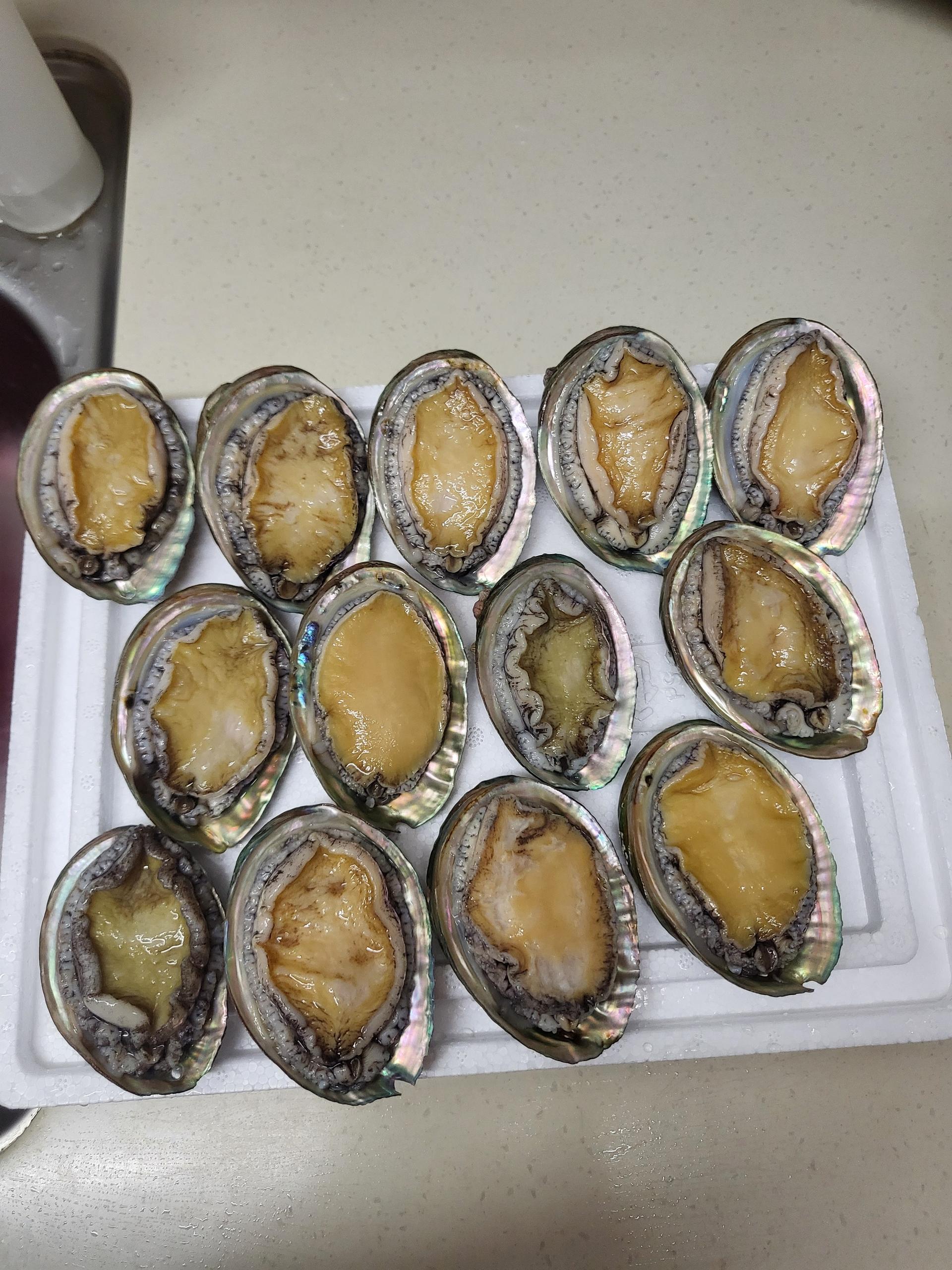 활전복 1kg (10~12미) + 1마리 추가