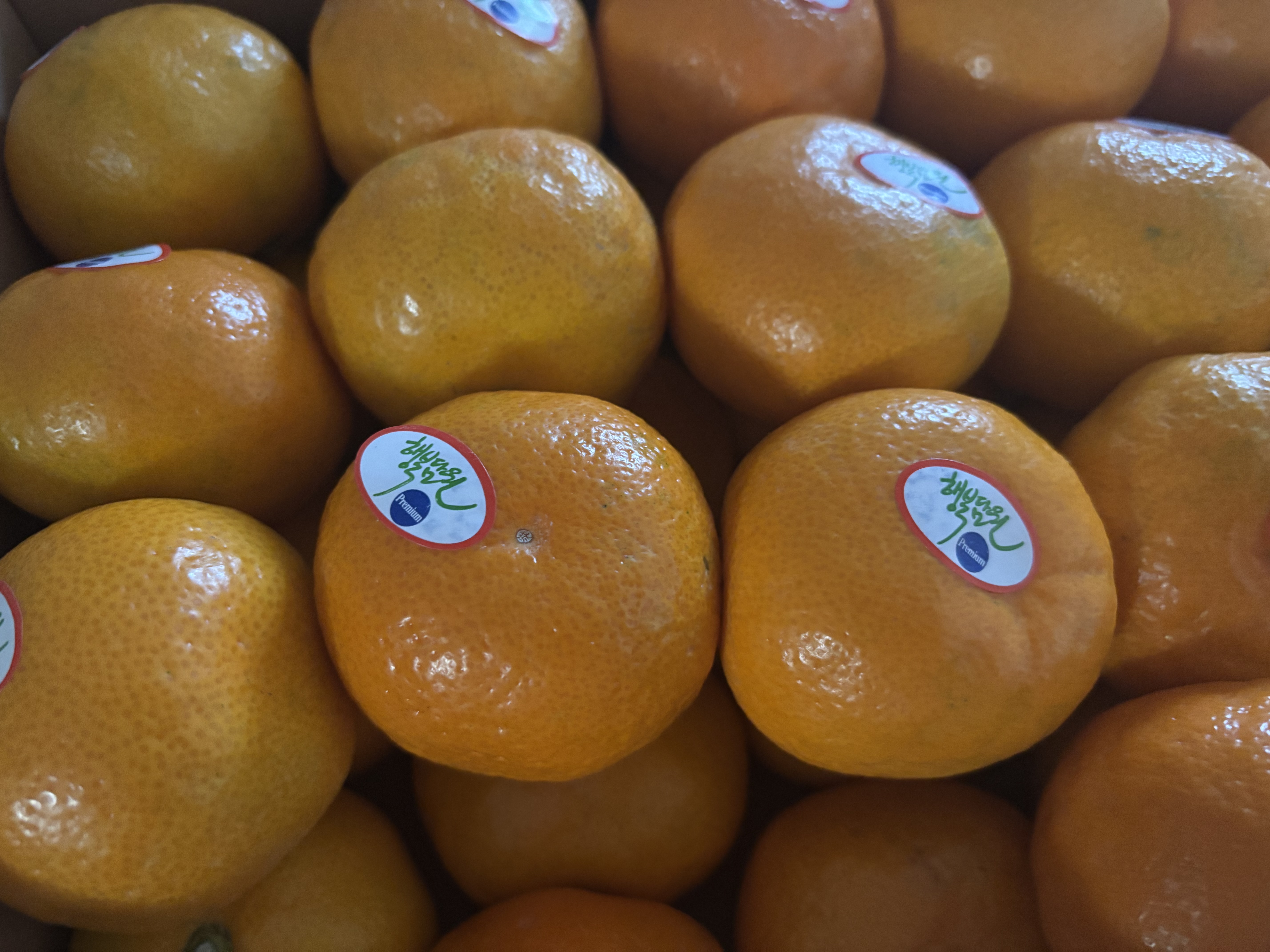 효돈 농협 프리미엄 감귤 (3kg/5kg)-1