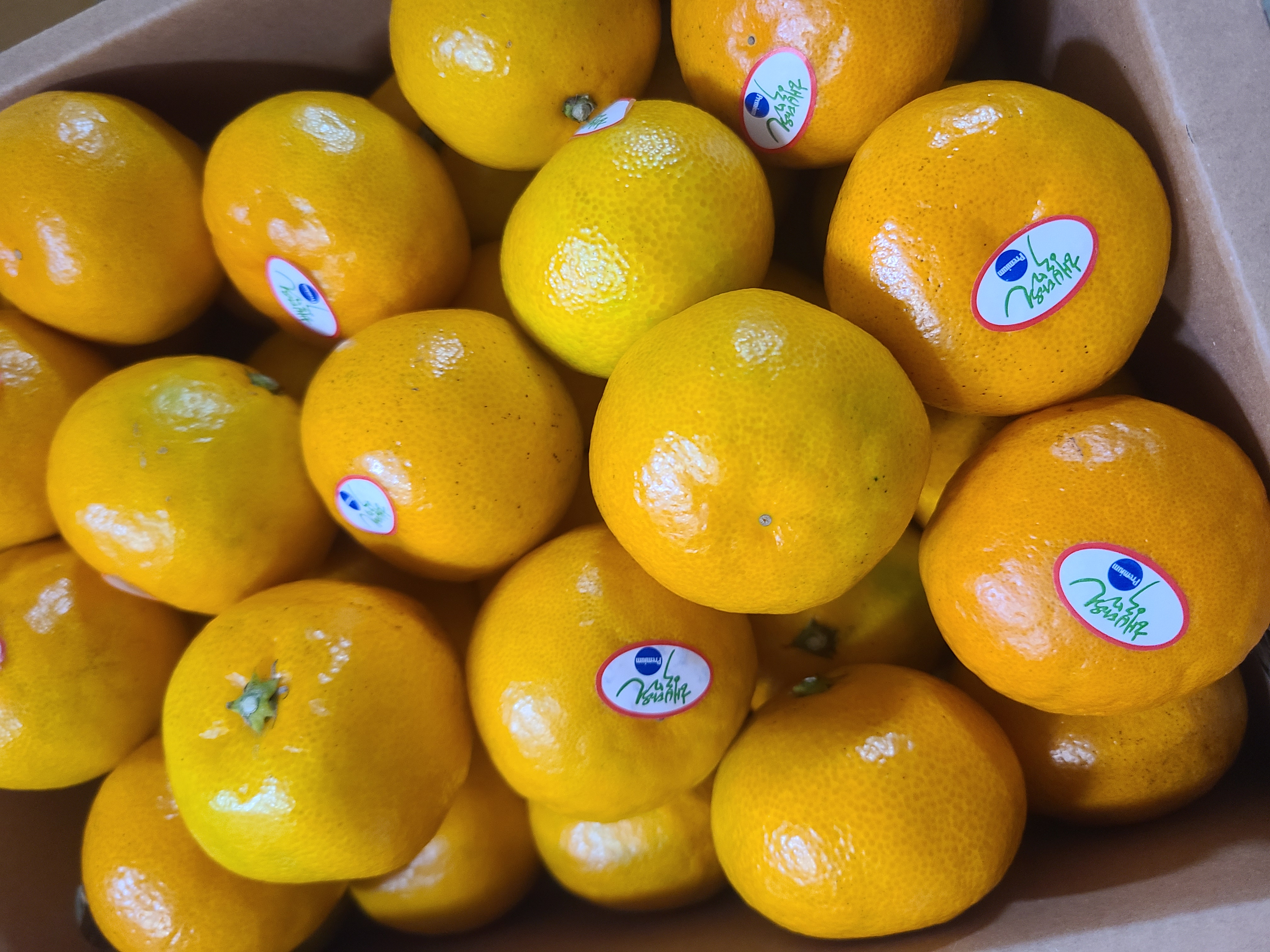 효돈 농협 프리미엄 감귤 (3kg/5kg)-1