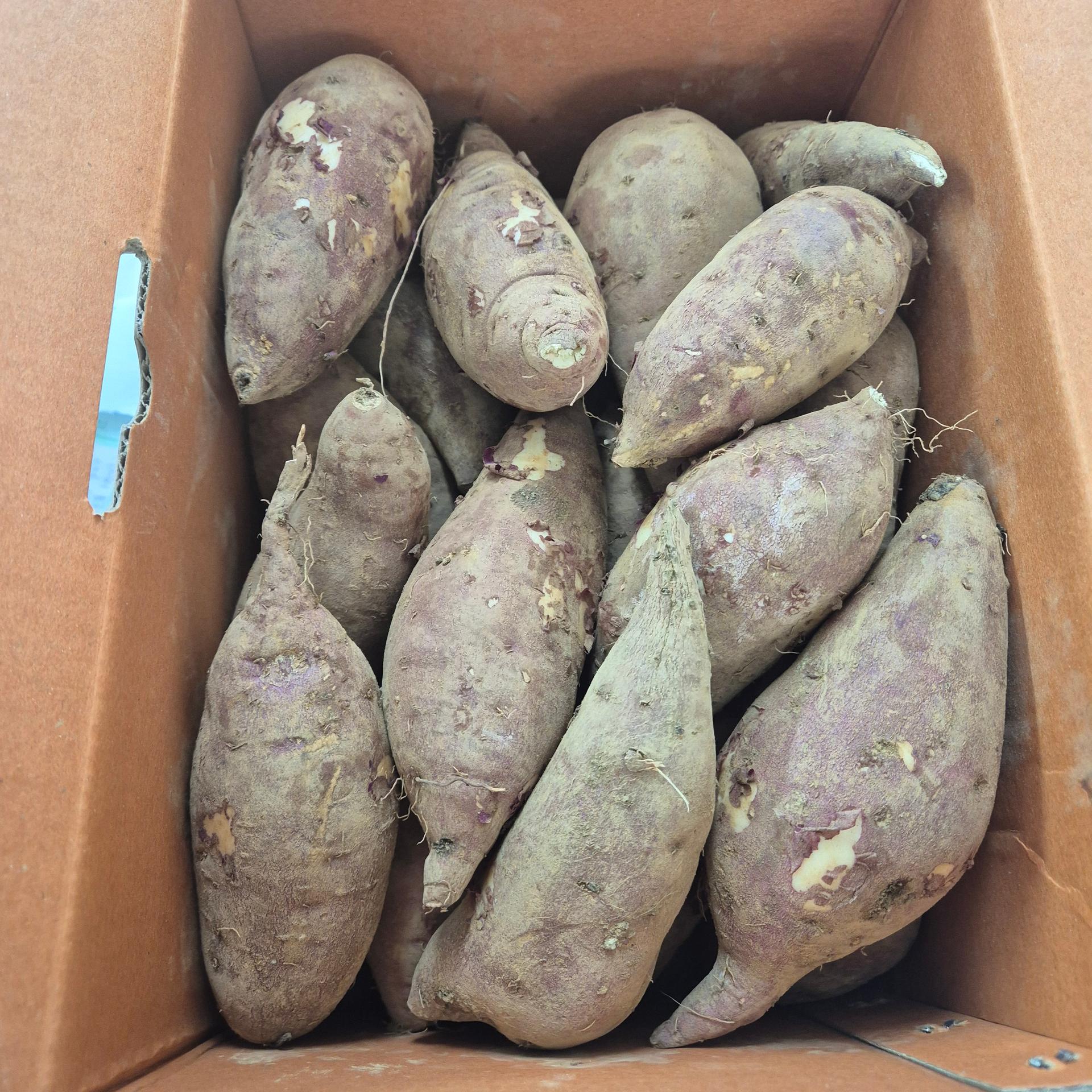 욕지도 고구마 (꿀고구마 5kg, 밤고구마 5kg, 호박고구마 5kg) 