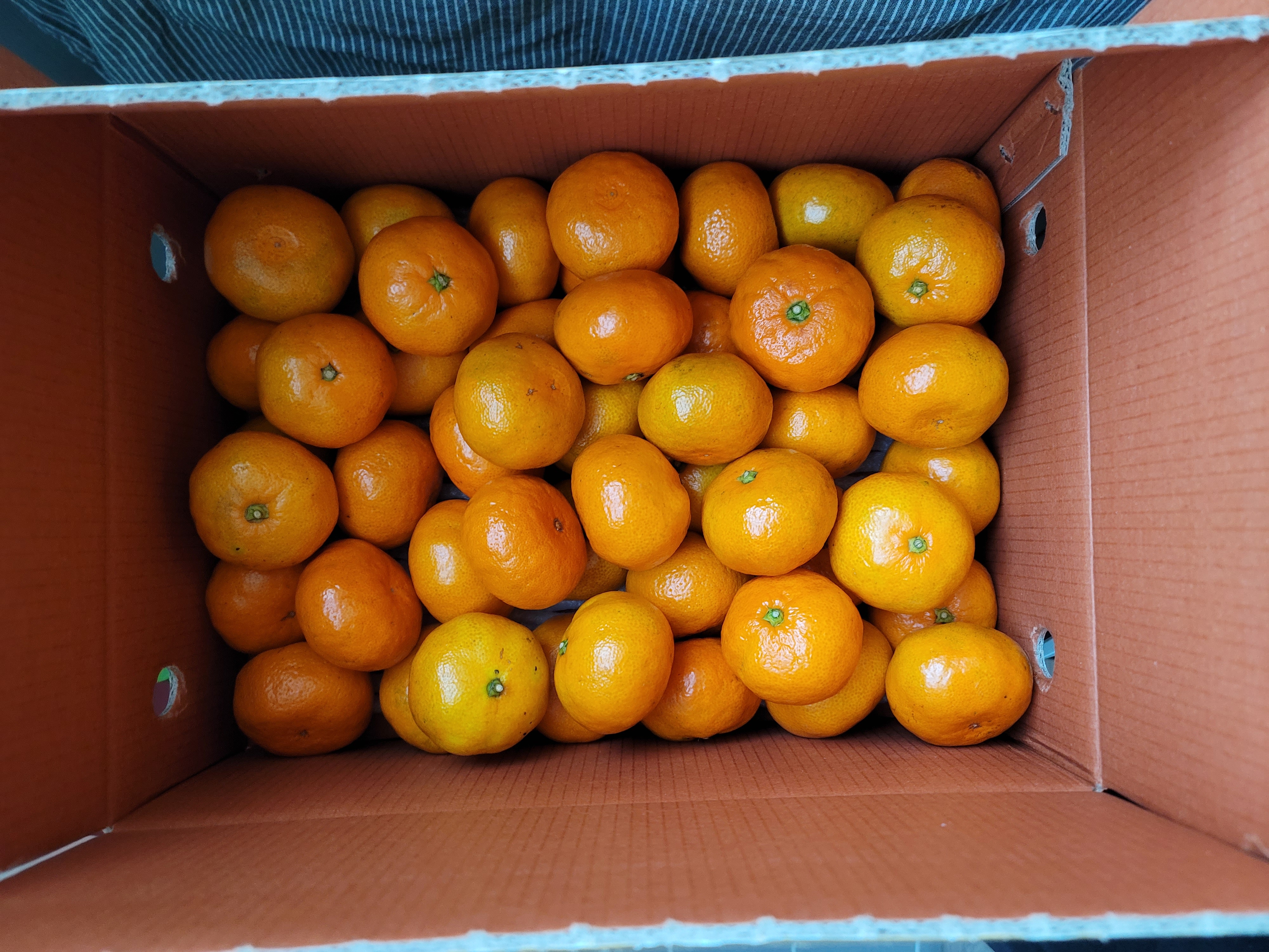 연말한정 스페셜!! 제주감귤 4kg (1박스)+흑돼지세트 950g-1