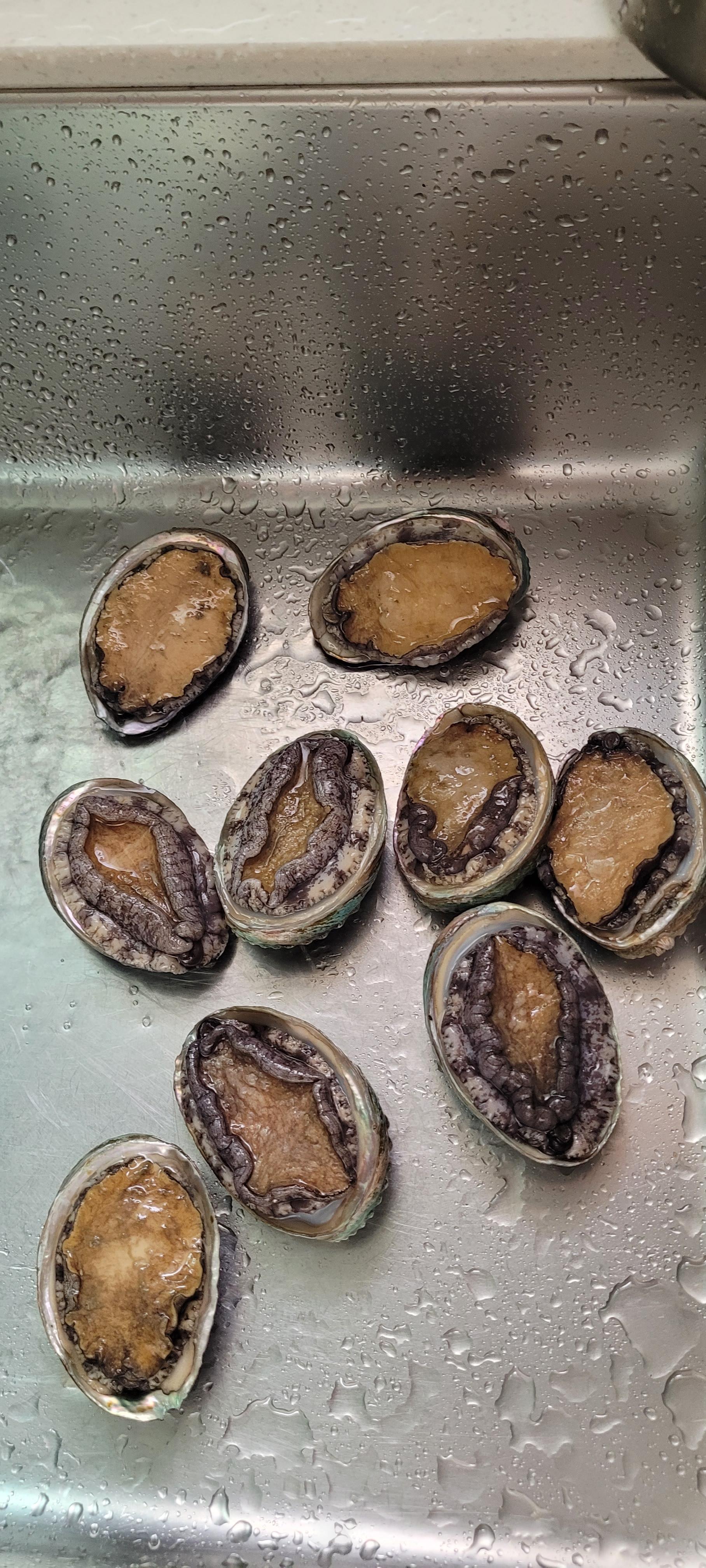 완도 전복 실속 선물세트 (1kg)