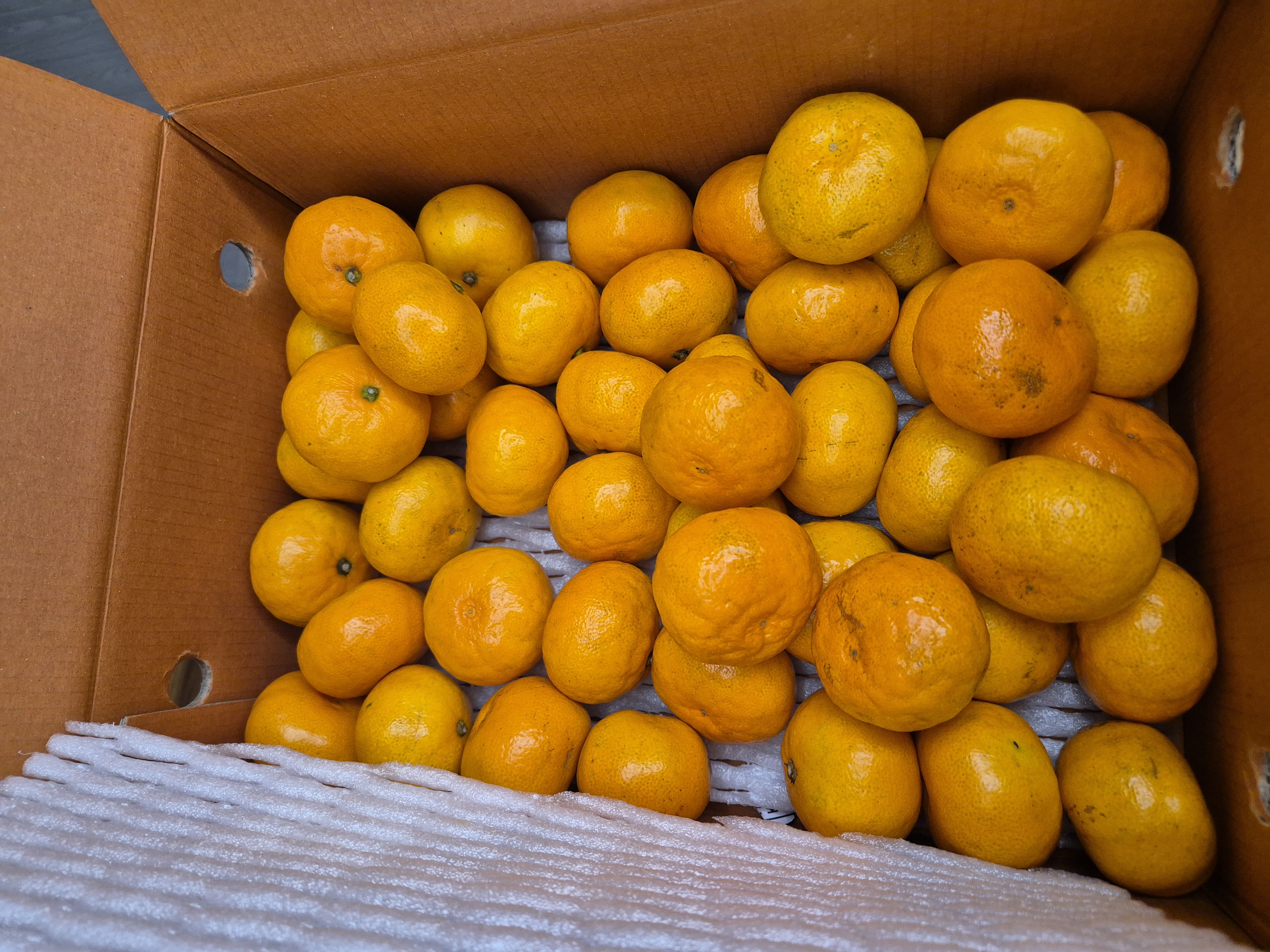 연말한정 스페셜!! 제주감귤 4kg (1박스)+오메기떡 20개 선물세트(택1)-1