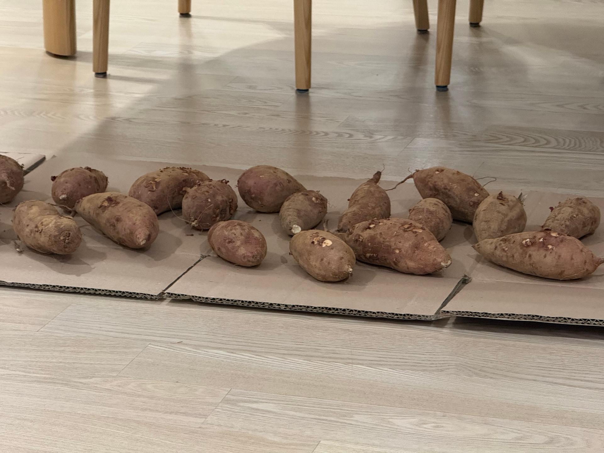 욕지도 고구마 (꿀고구마 5kg, 밤고구마 5kg, 호박고구마 5kg) 