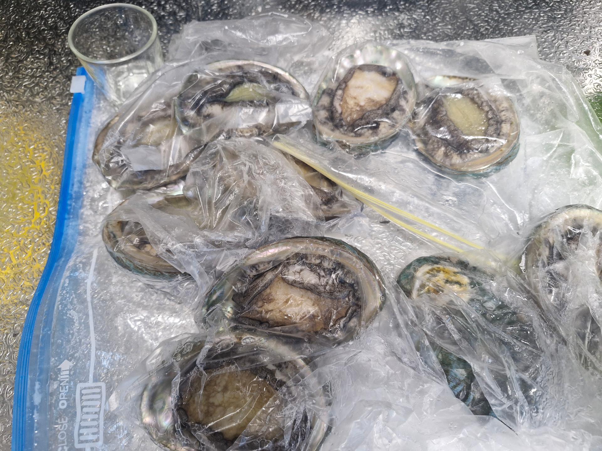 완도 전복 실속 선물세트 (1kg)