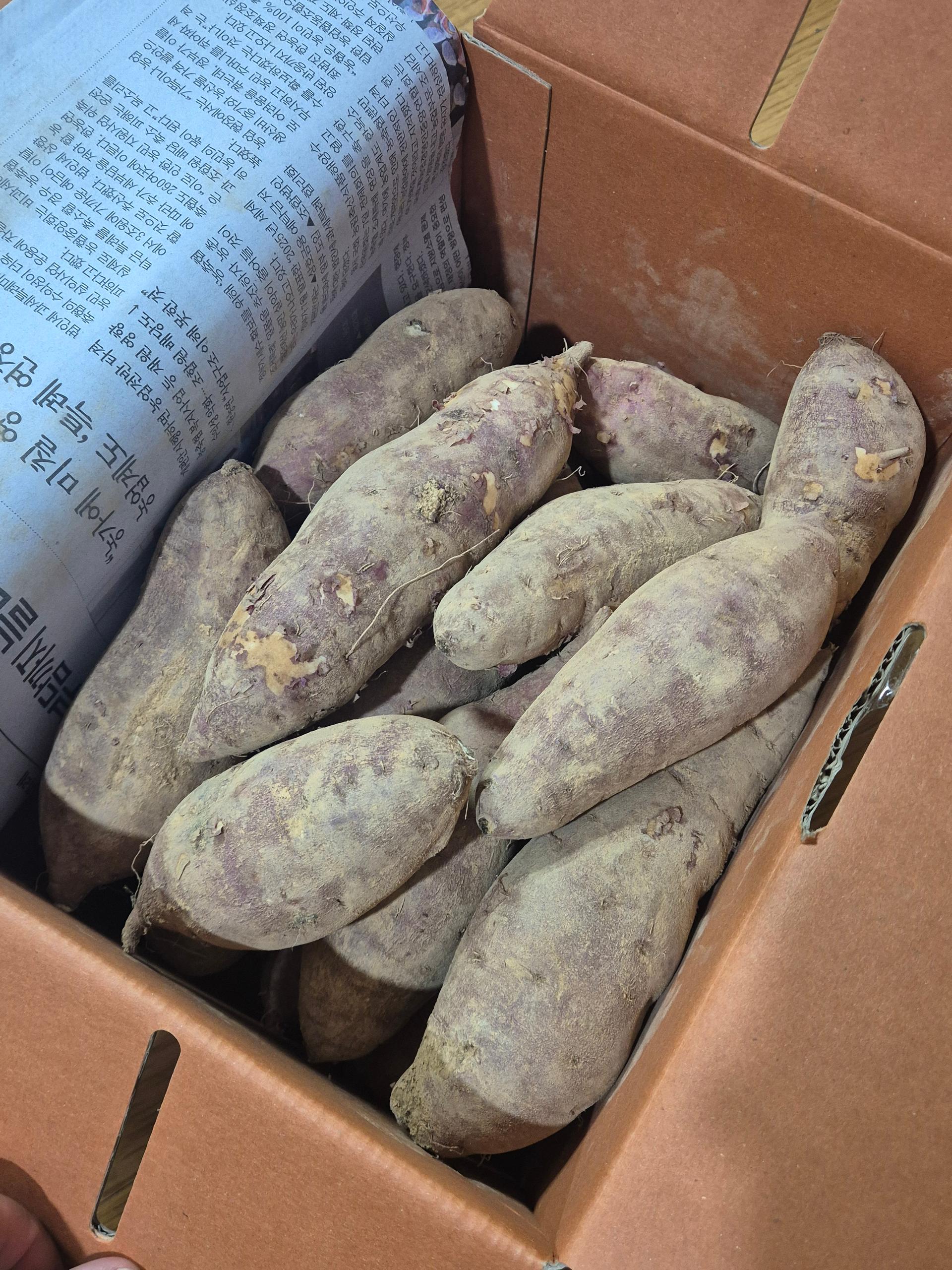 욕지도 고구마 (꿀고구마 5kg, 밤고구마 5kg, 호박고구마 5kg) 