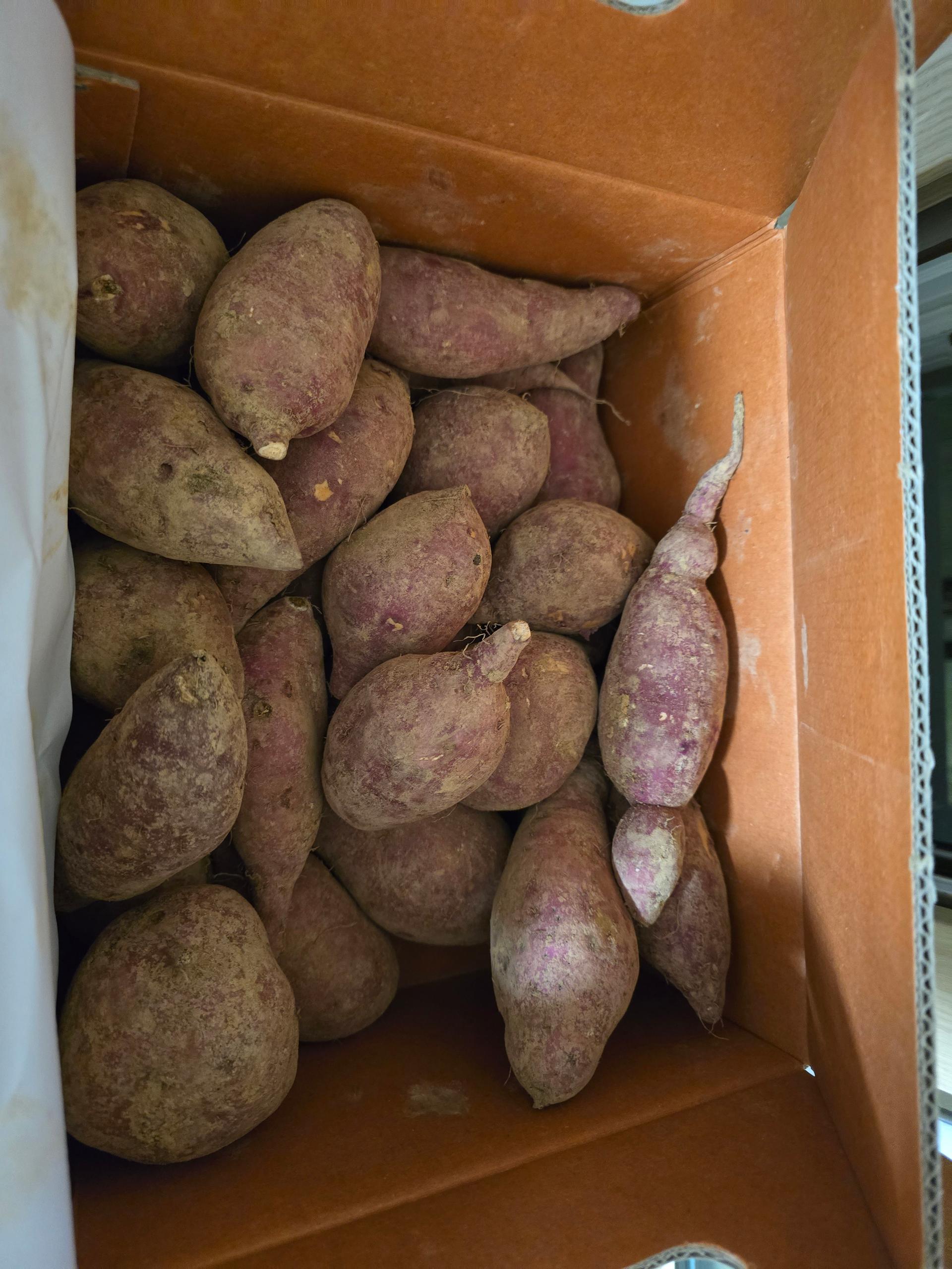 욕지도 고구마 (꿀고구마 5kg, 밤고구마 5kg, 호박고구마 5kg) 