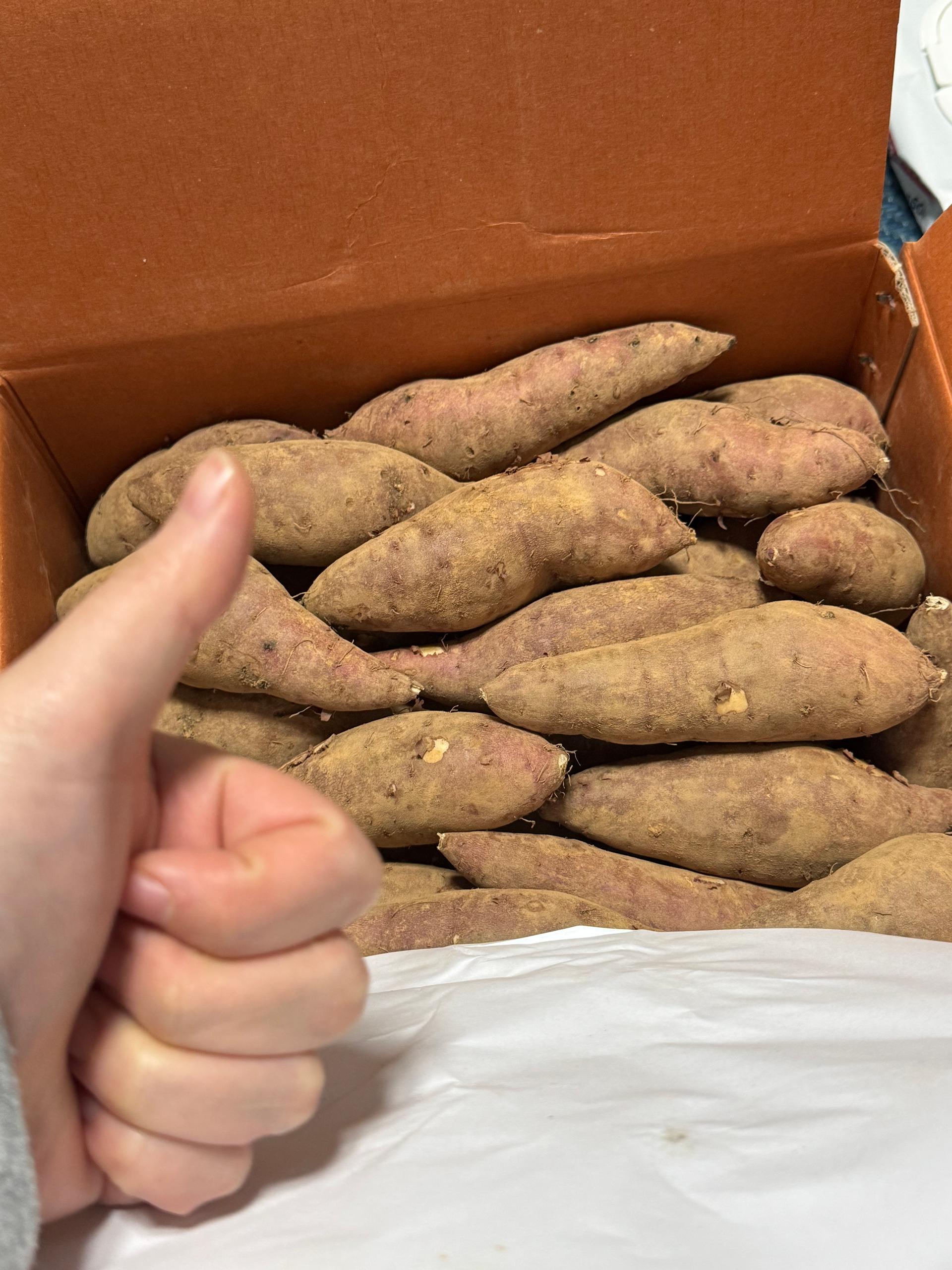 욕지도 고구마 (꿀고구마 5kg, 밤고구마 5kg, 호박고구마 5kg) 