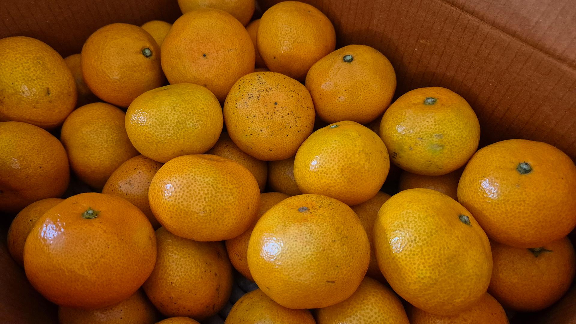 [연말한정! 감귤/흑돼지 개별 발송] 제주감귤 4kg (1박스)+흑돼지세트 950g 이미지