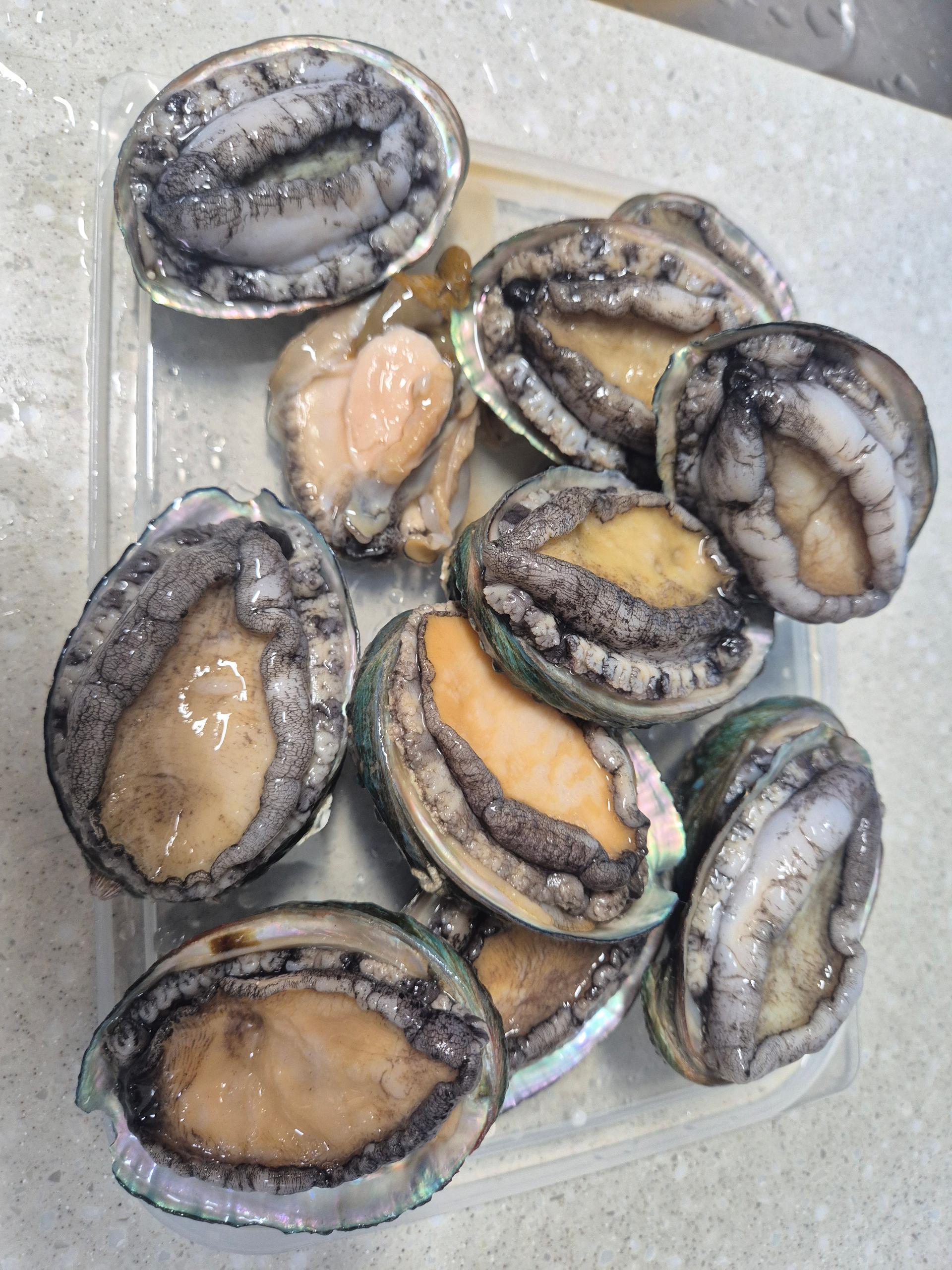 활전복 1kg (10~12미) + 1마리 추가