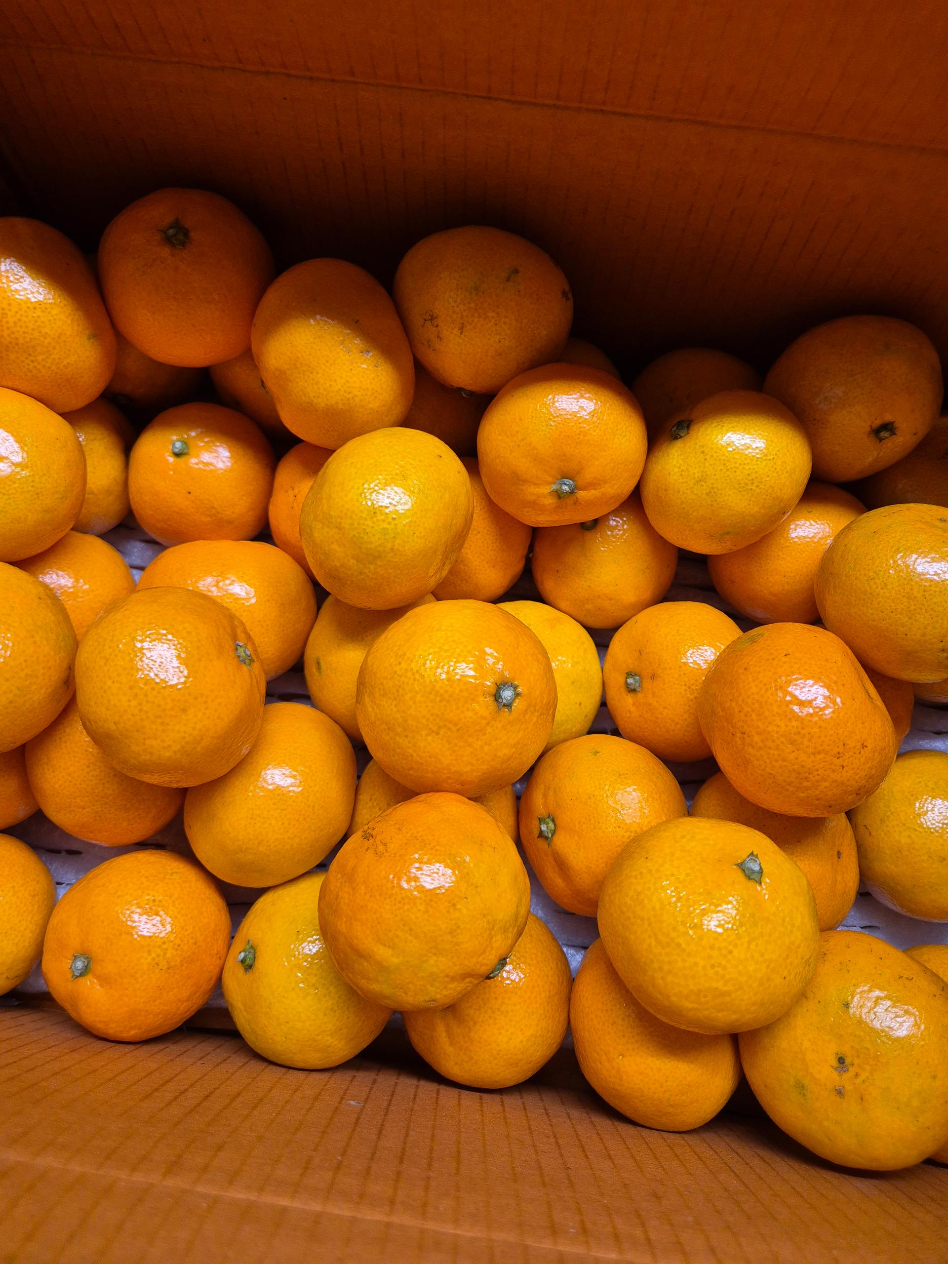 [연말한정! 감귤/흑돼지 개별 발송] 제주감귤 4kg (1박스)+흑돼지세트 950g 이미지