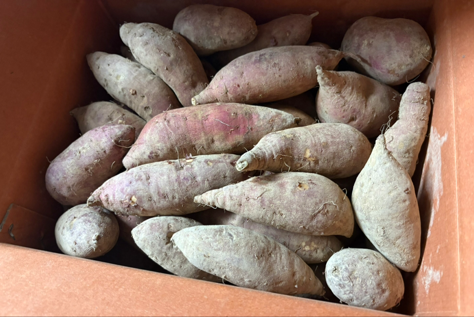 욕지도 고구마 (꿀고구마 5kg, 밤고구마 5kg, 호박고구마 5kg) 