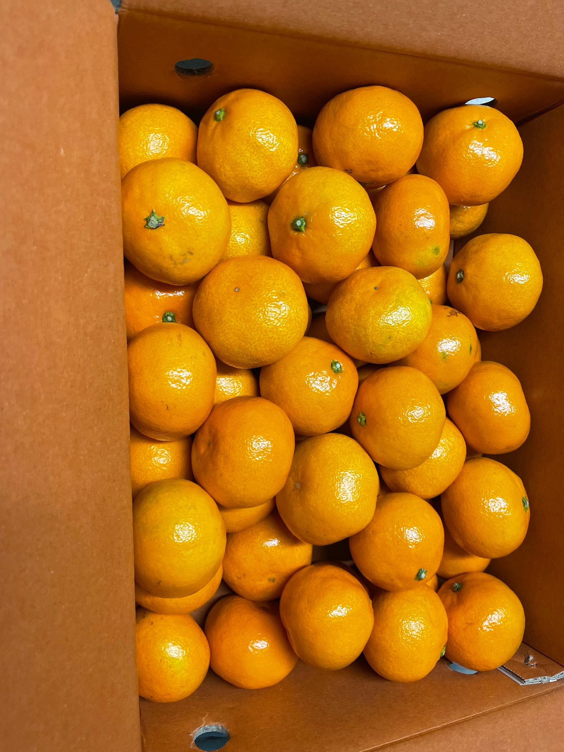 행복담원 타이벡귤 5kg (로얄과)