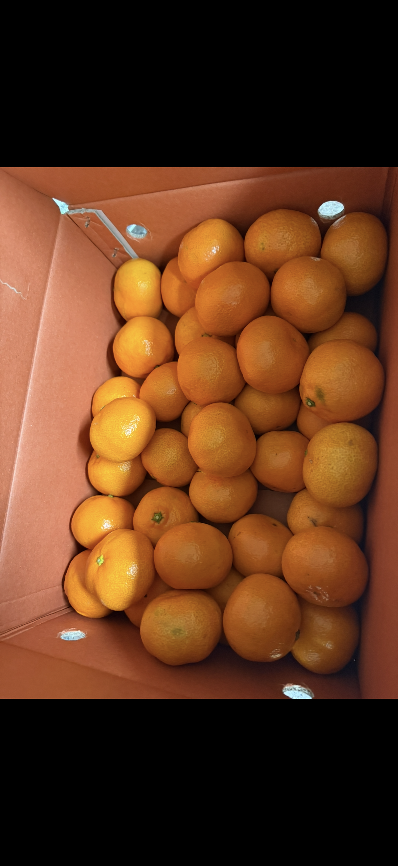 행복담원 타이벡귤 5kg (로얄과)