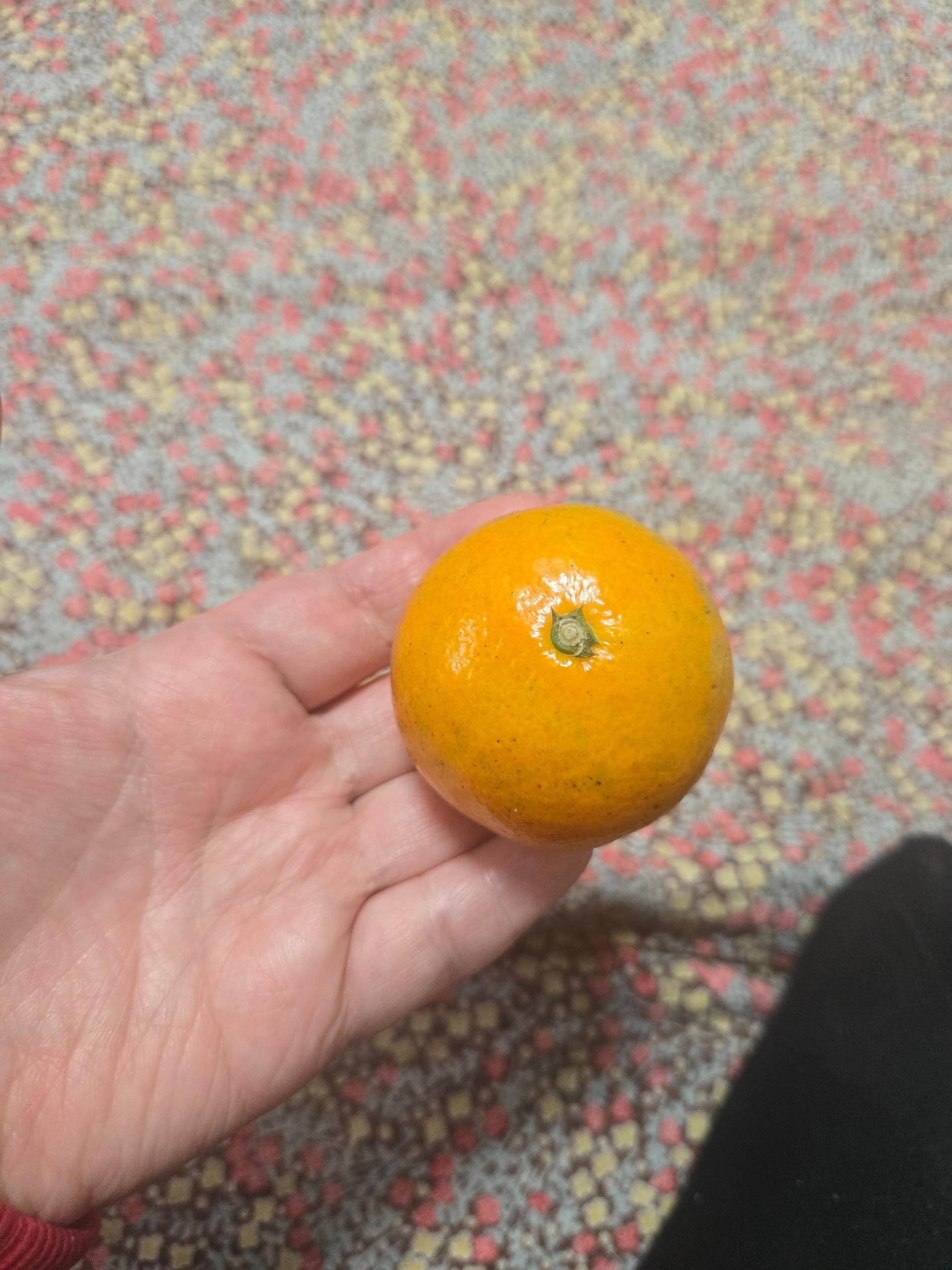 [연말한정! 감귤/과즐 개별 발송] 제주감귤 4kg (1박스)+감귤과즐 24봉 선물세트