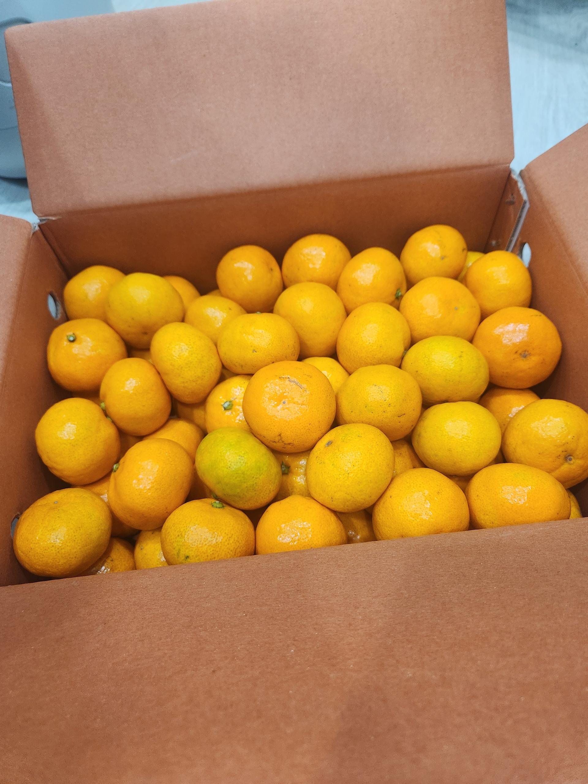 행복담원 타이벡귤 5kg (로얄과)