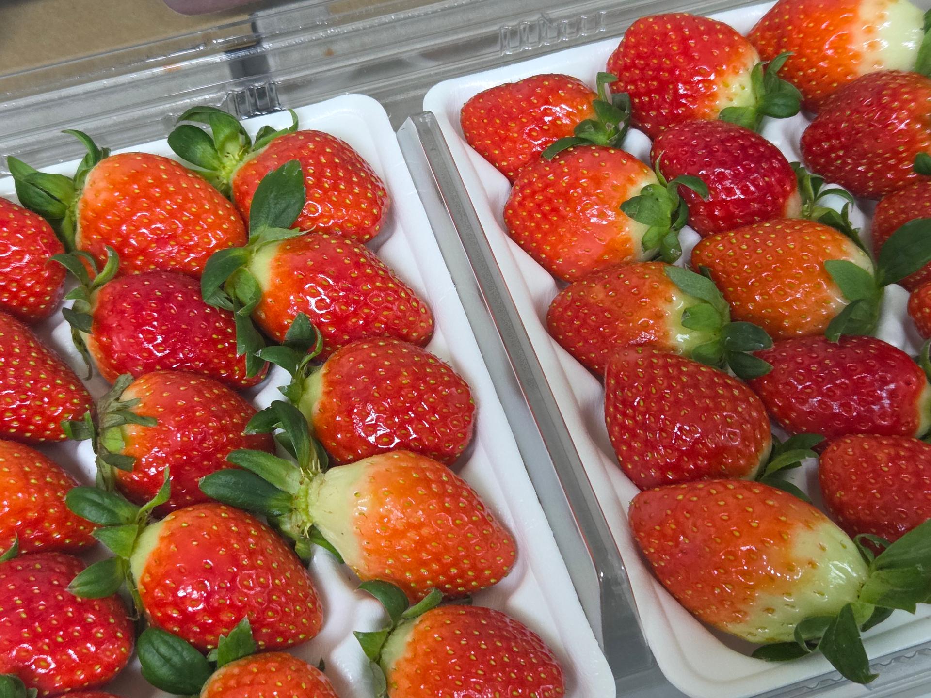 [사전예약 2차, 12월 중순 발송예정] 명품 설향딸기 800g + 800g 이미지