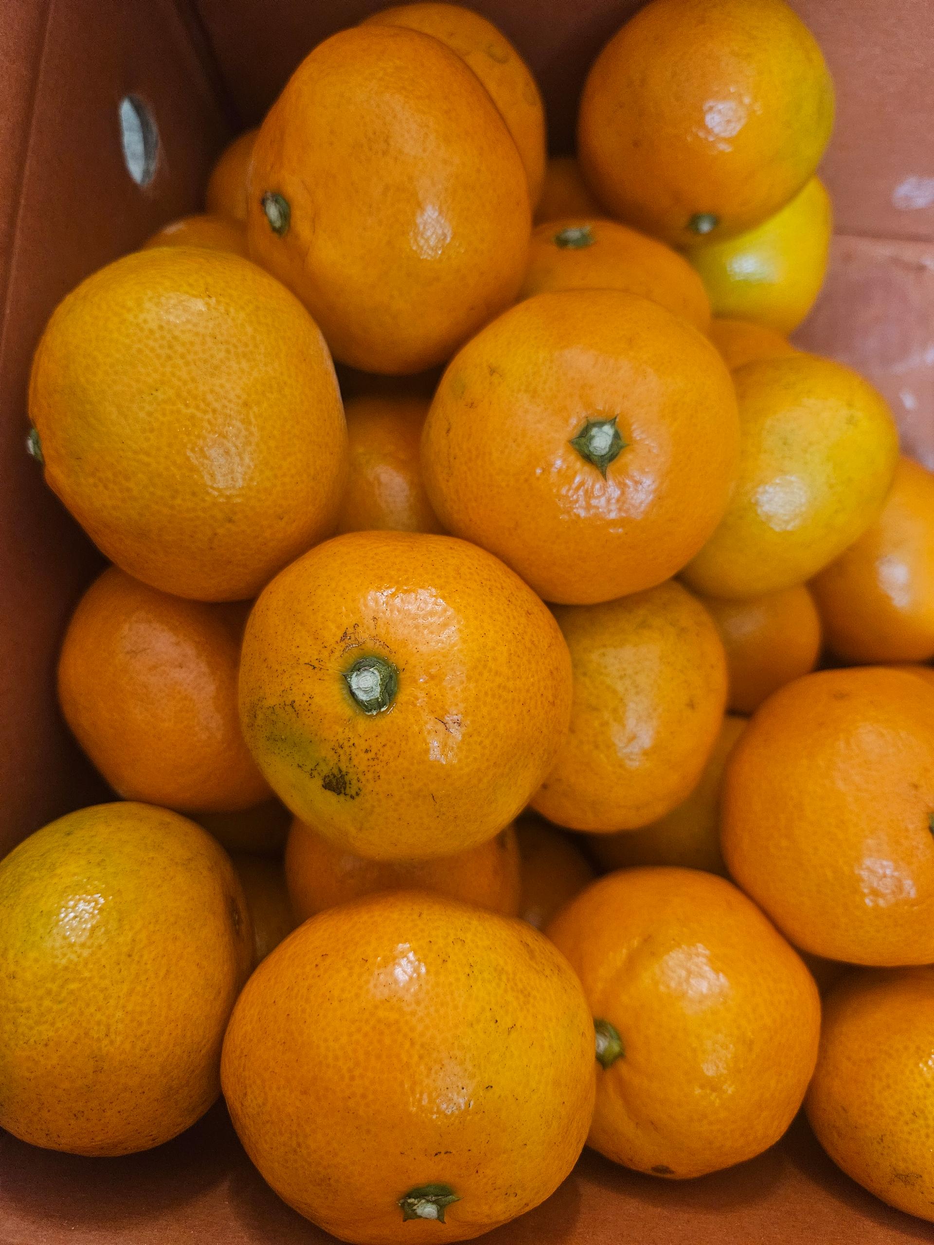 행복담원 타이벡귤 5kg (로얄과)