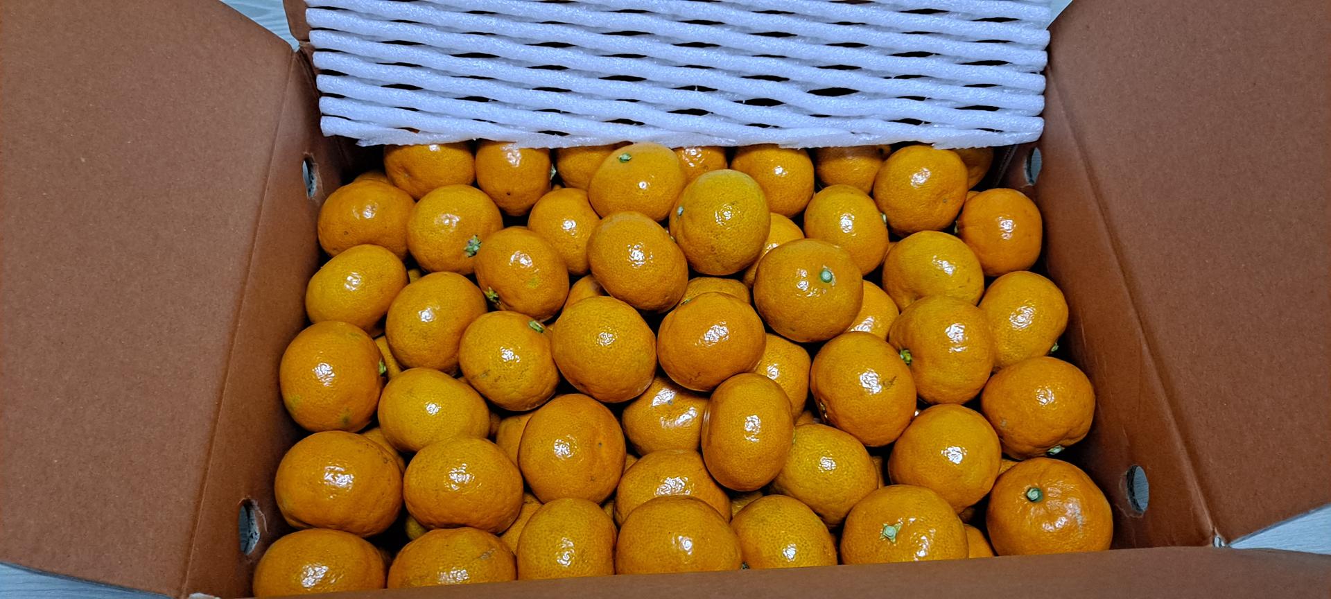 행복담원 타이벡귤 5kg (로얄과)