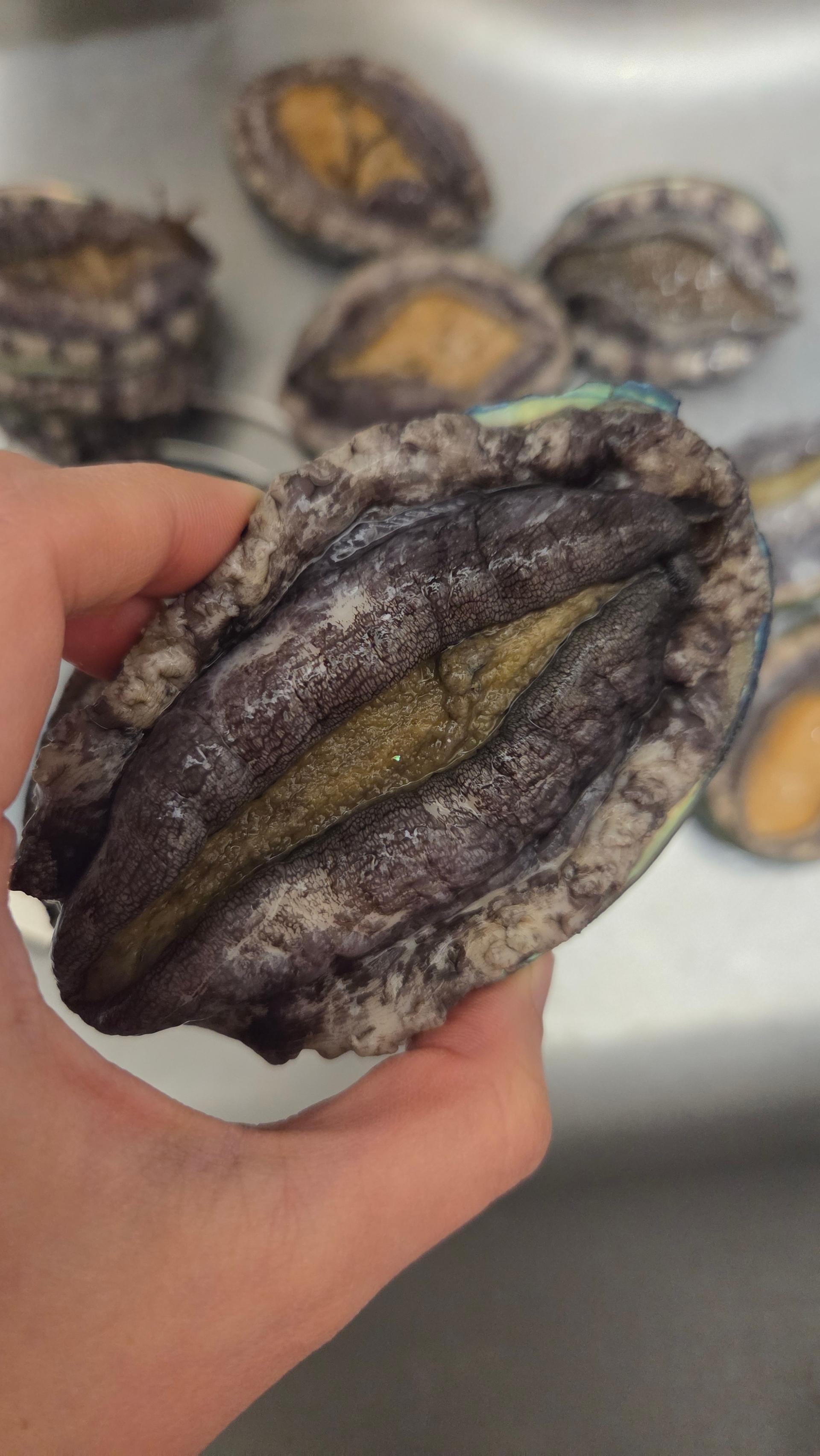 활전복 1kg (10~12미) + 1마리 추가