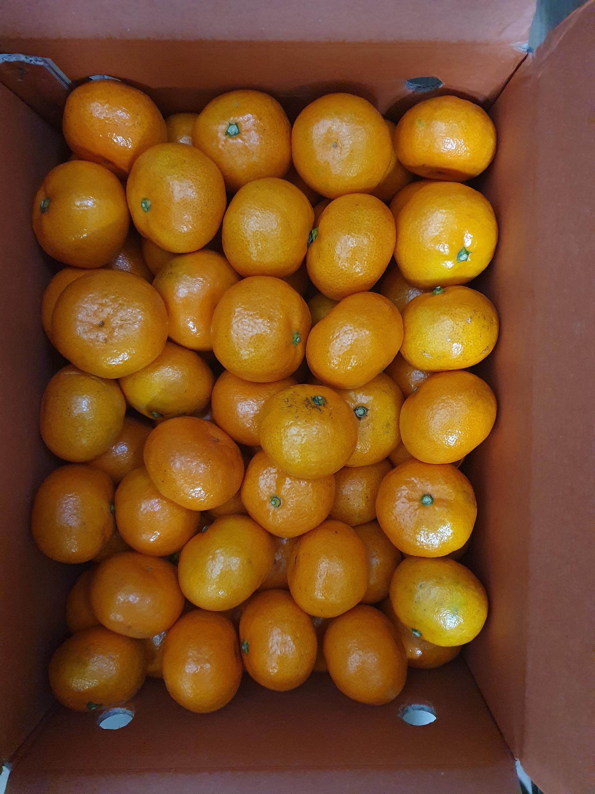 행복담원 타이벡귤 5kg (로얄과)