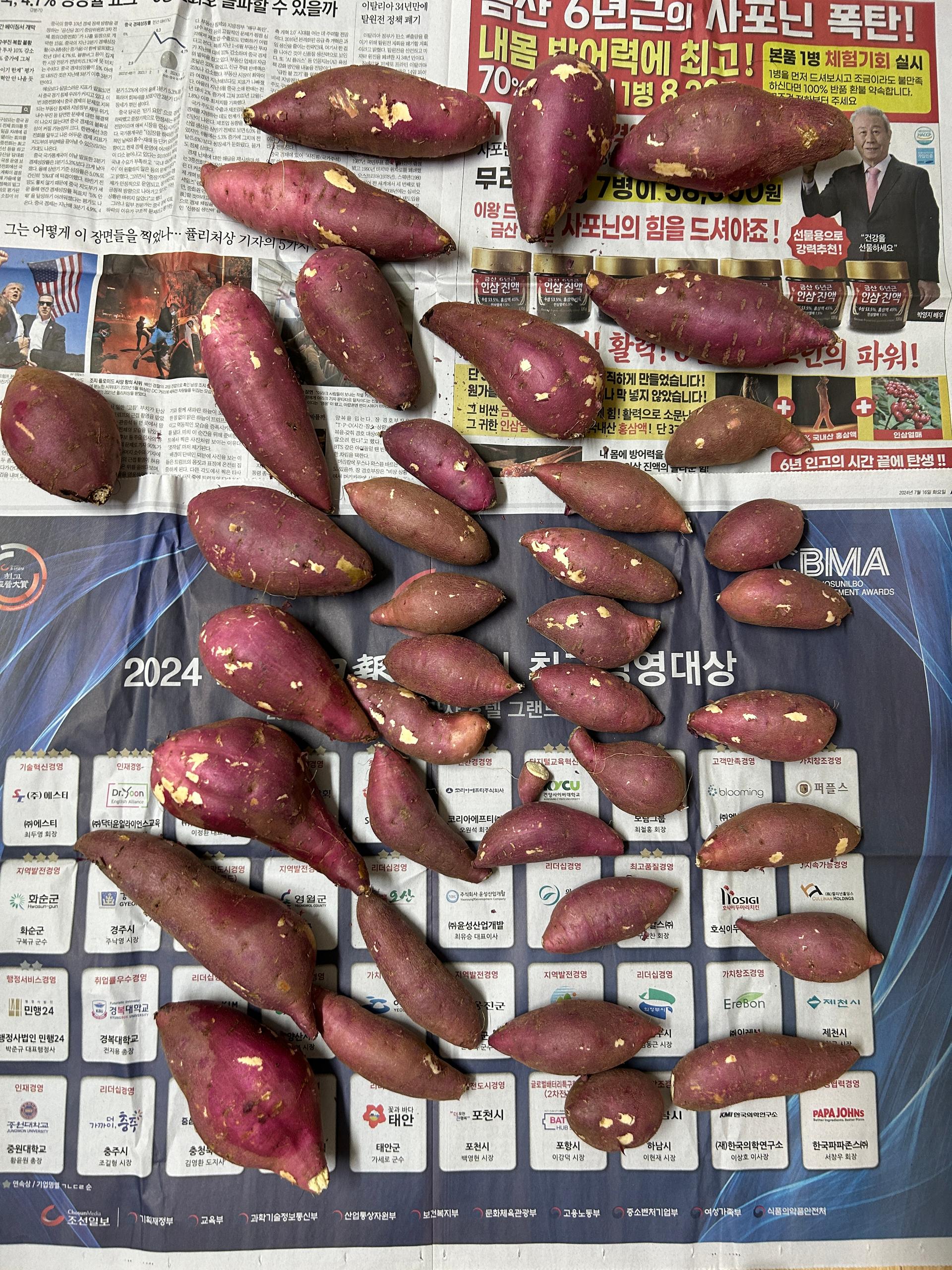 [EVENT] 무농약 김의준 꿀고구마 (대 3kg + 하 3kg) + 대 2kg 추가증정