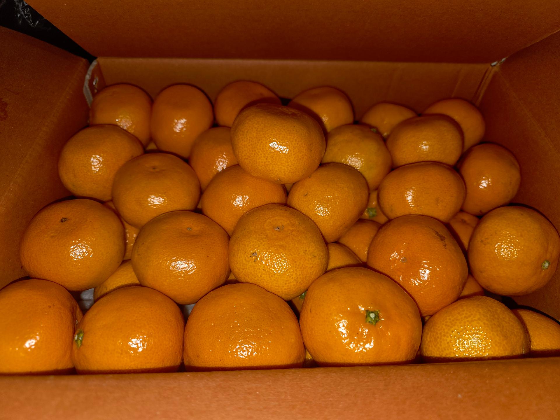 행복담원 타이벡귤 5kg (로얄과)