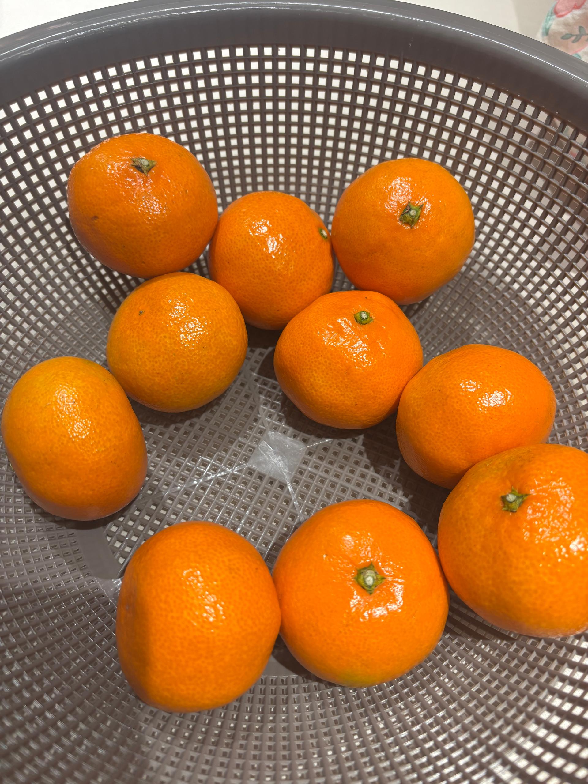 행복담원 타이벡귤 5kg (로얄과)