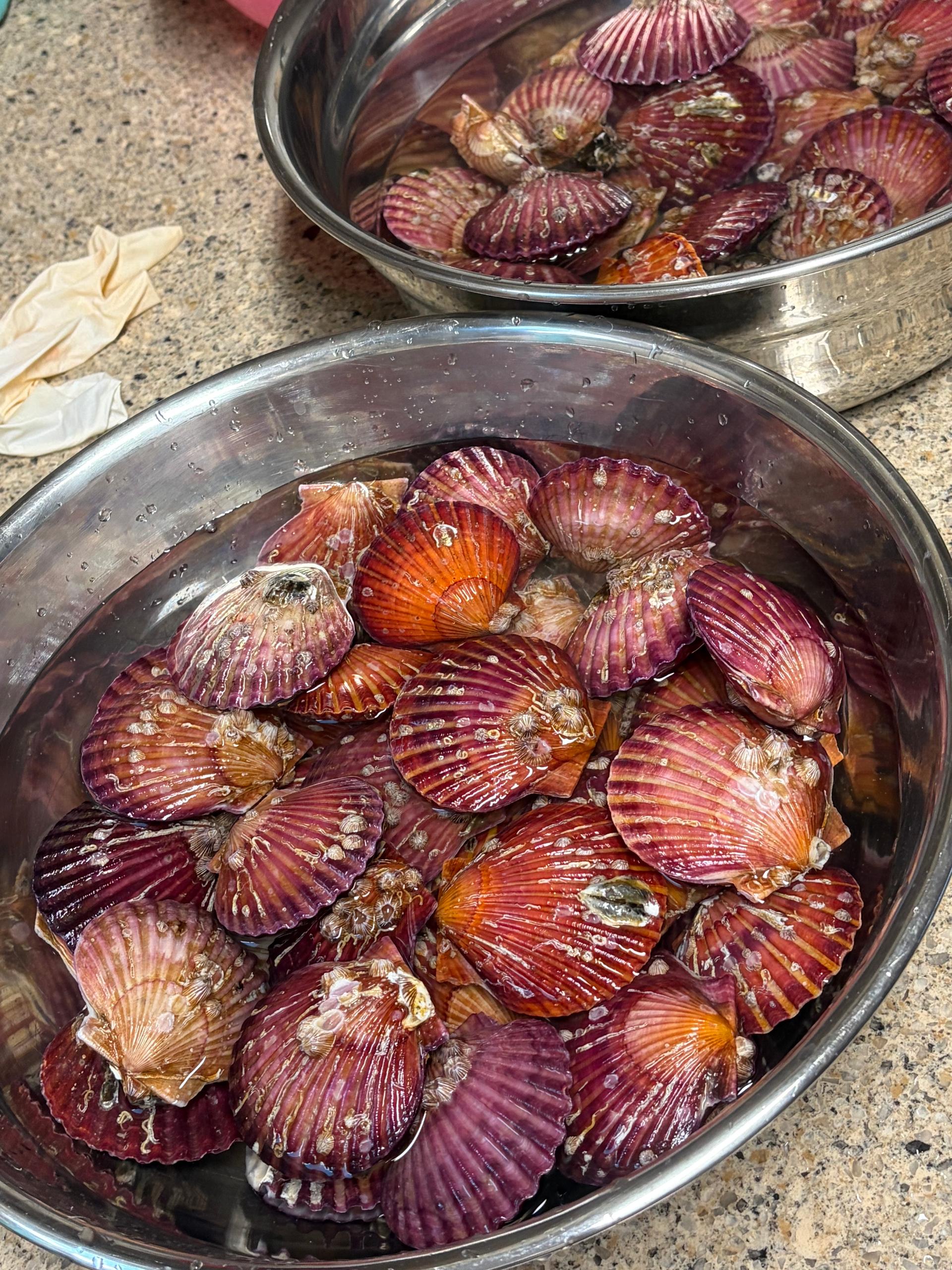 통영 홍가리비(6kg/12kg)