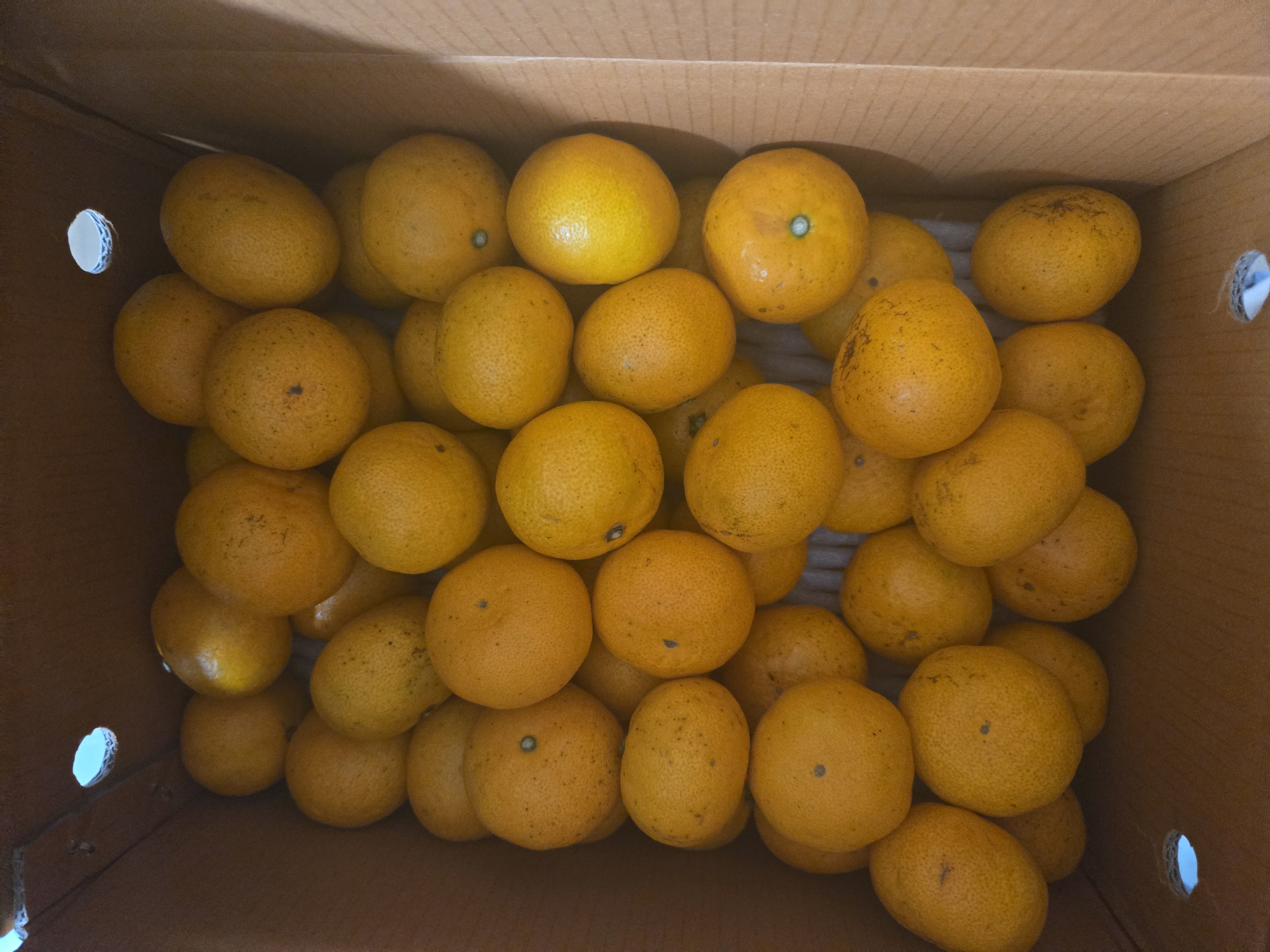 [연말한정! 감귤/과즐 개별 발송] 제주감귤 4kg (1박스)+감귤과즐 24봉 선물세트