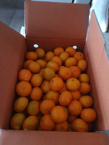 행복담원 타이벡귤 5kg (로얄과)