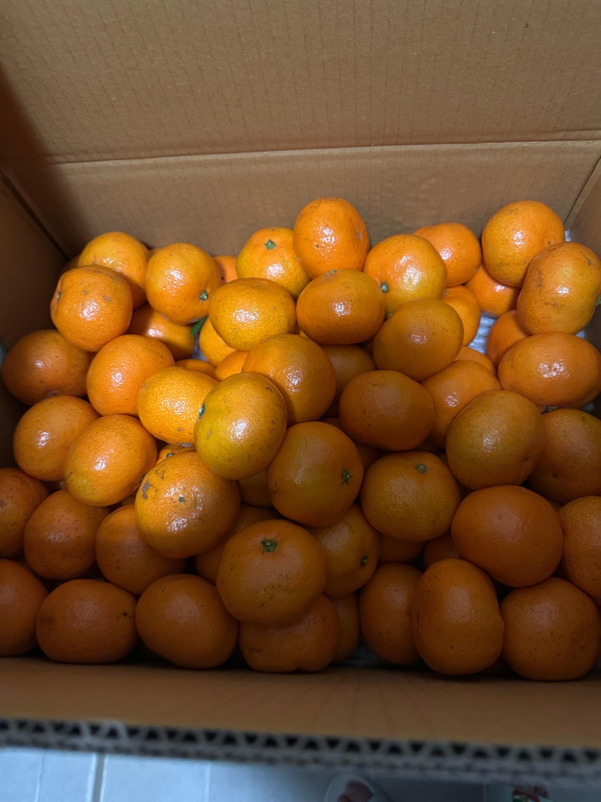 귤로장생 감귤 4kg × 2박스 / 9kg  × 1박스