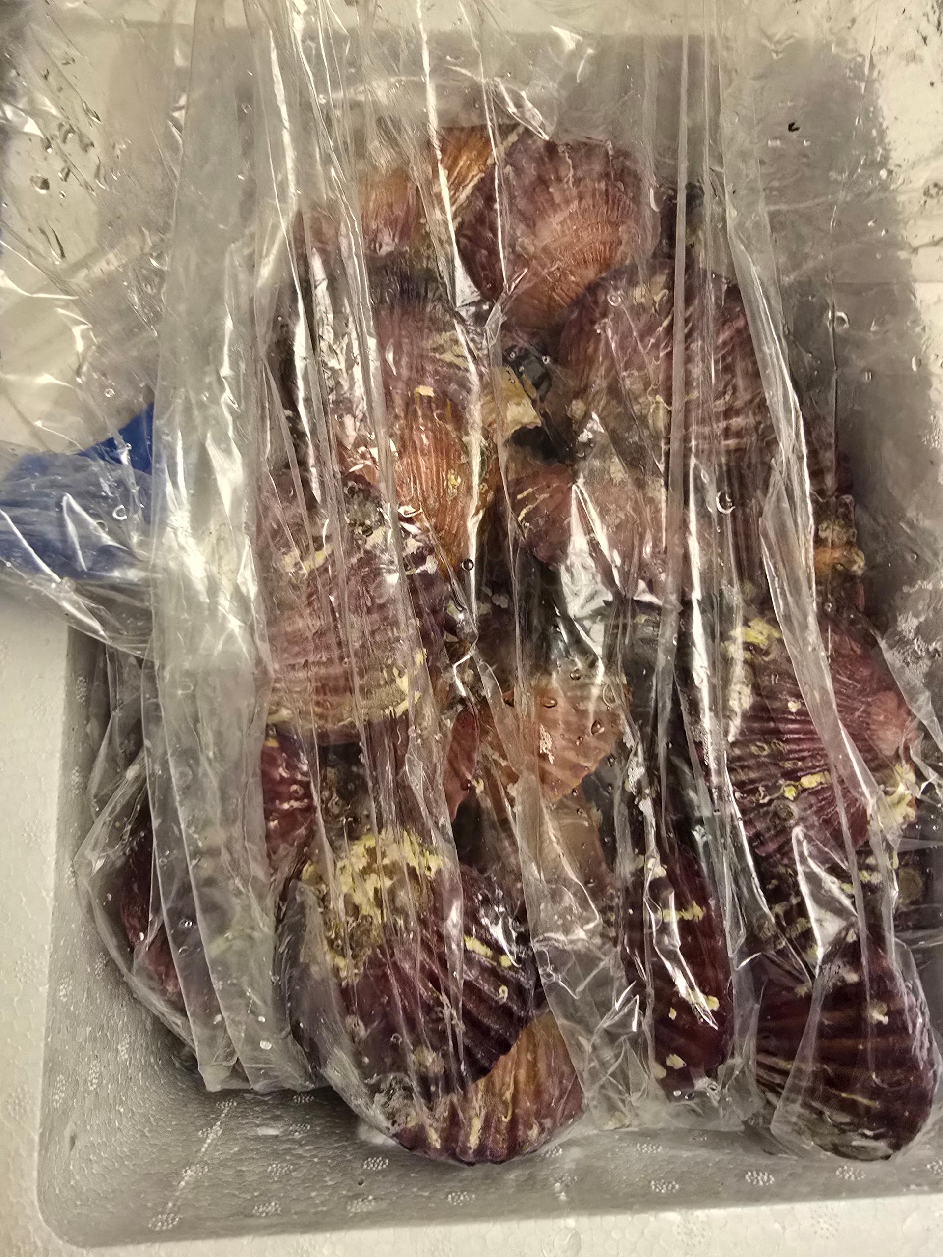 통영 홍가리비(6kg/12kg)