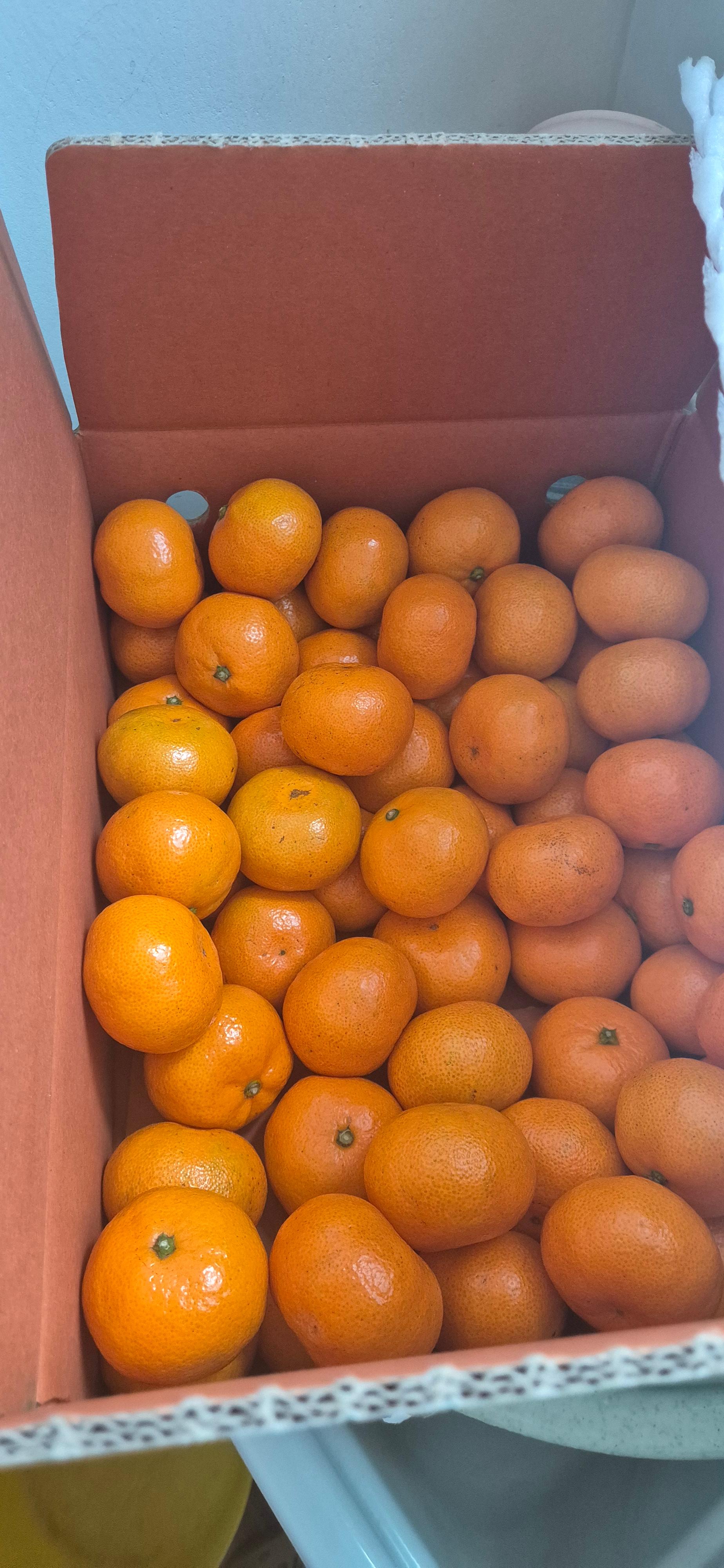 행복담원 타이벡귤 5kg (로얄과)