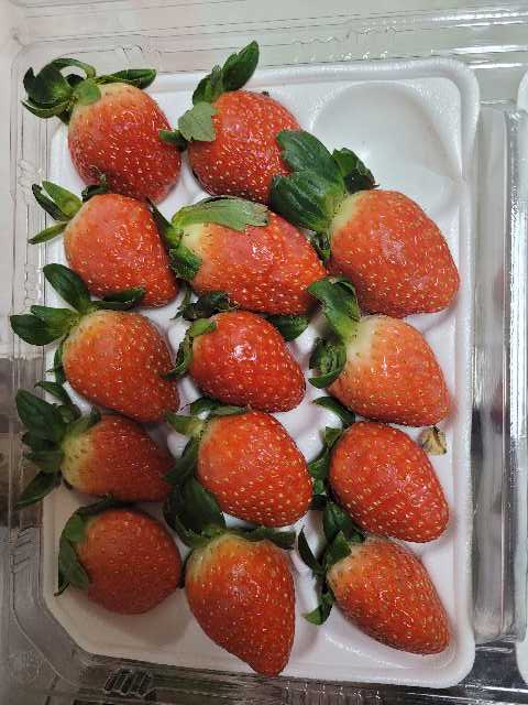 [사전예약 2차, 12월 중순 발송예정] 명품 설향딸기 800g + 800g