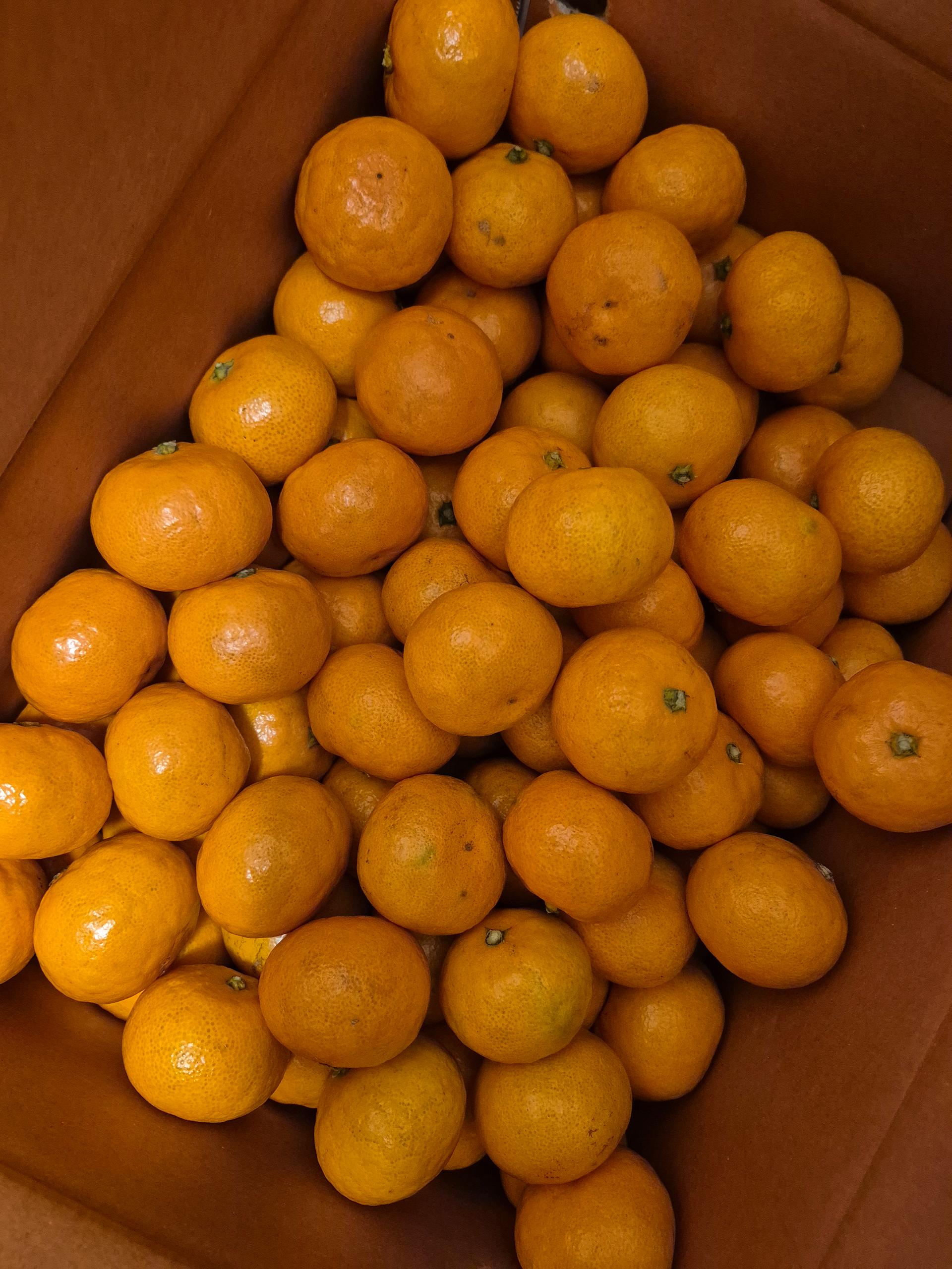 행복담원 타이벡귤 5kg (로얄과)