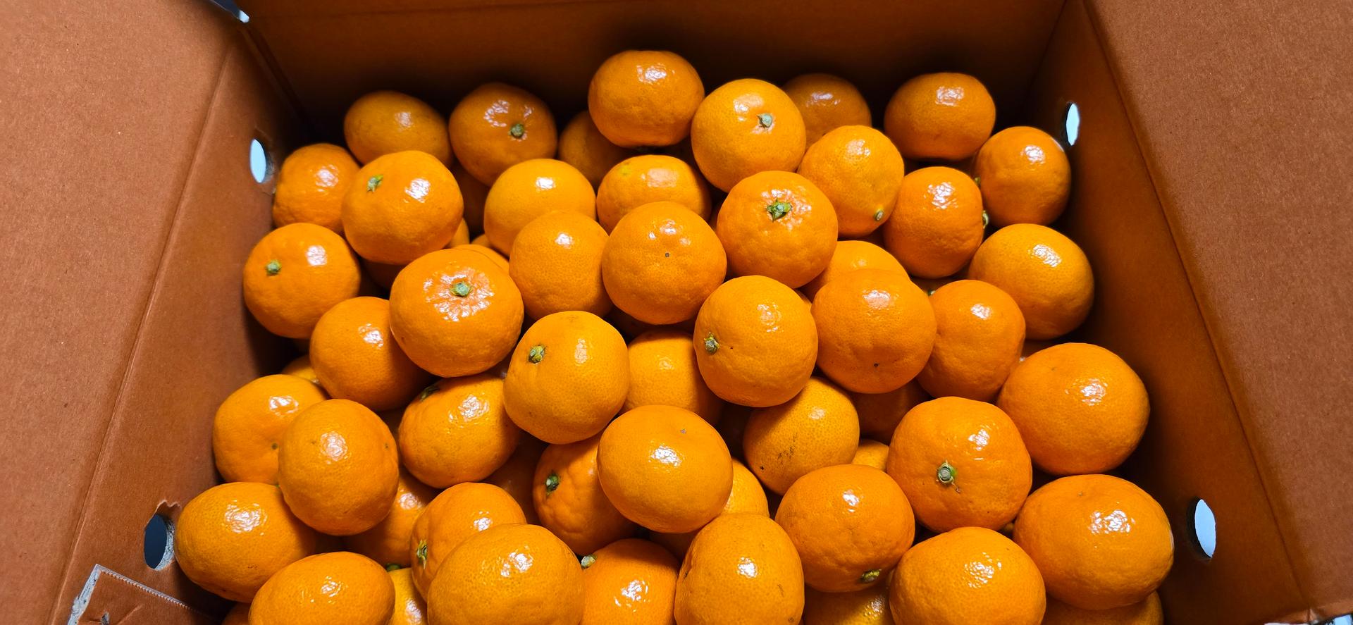 행복담원 타이벡귤 5kg (로얄과)