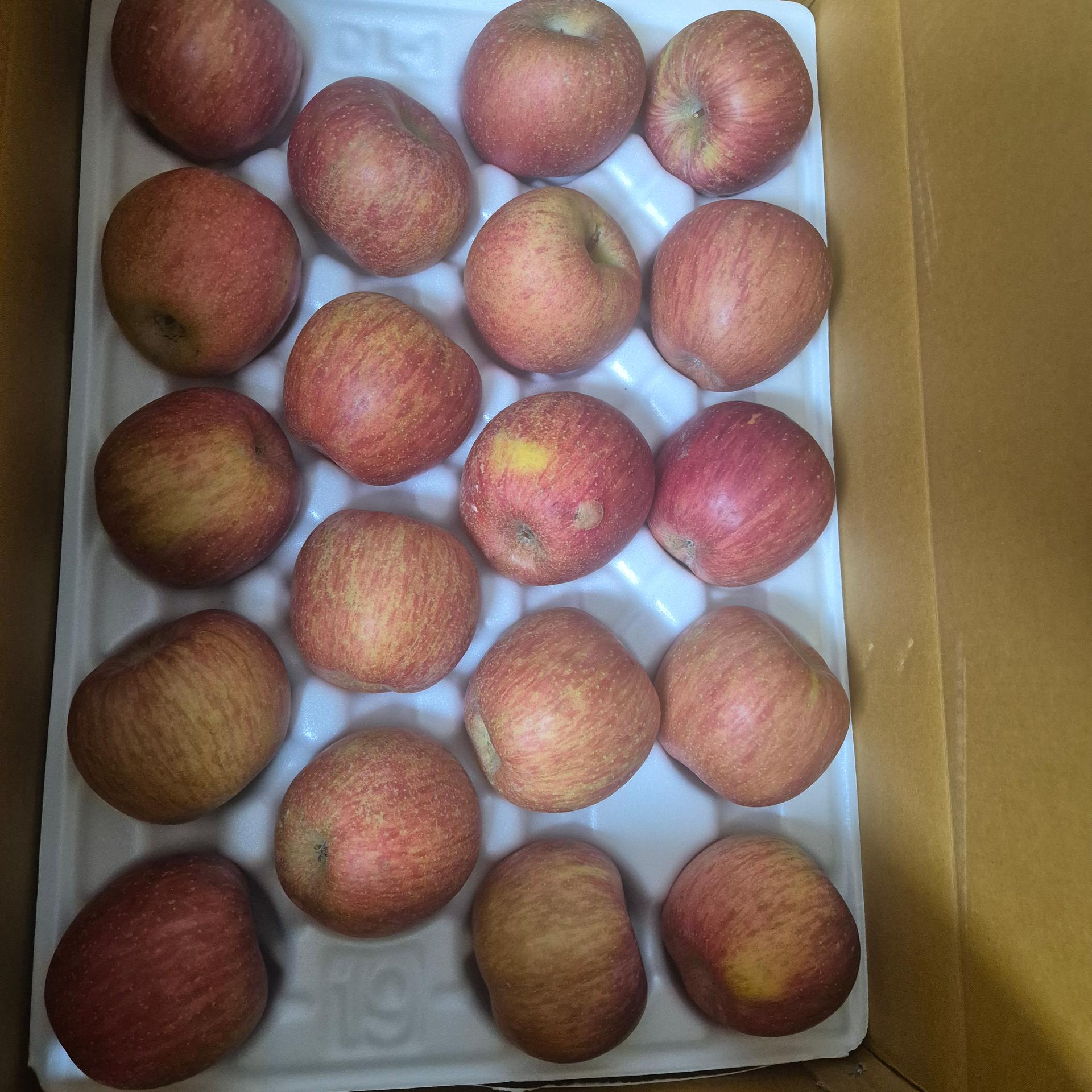 풍기농협 영주사과 3.5kg + 1kg 추가증정