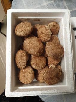거송향생버섯 보자기포장 1kg-2