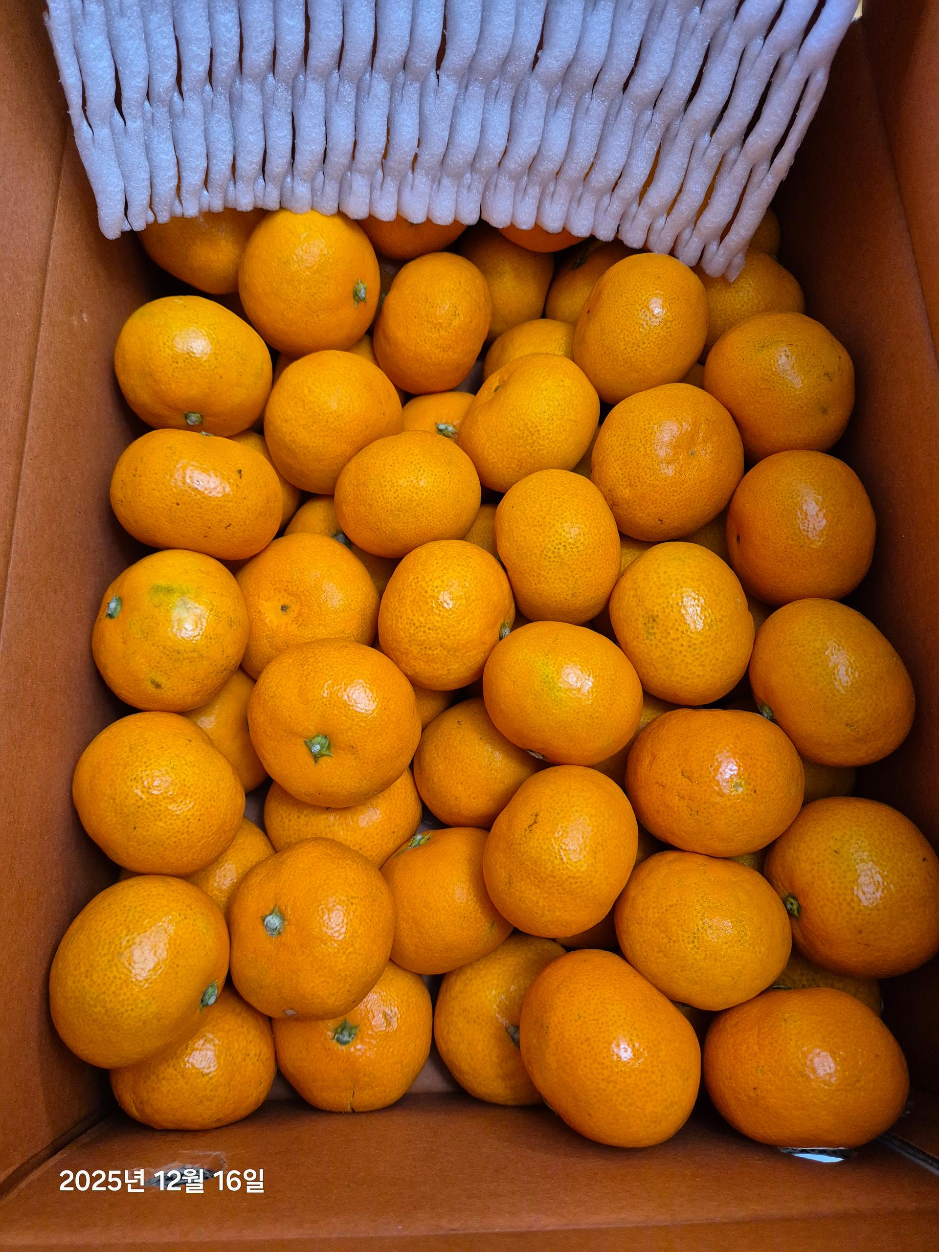 행복담원 타이벡귤 5kg (로얄과)