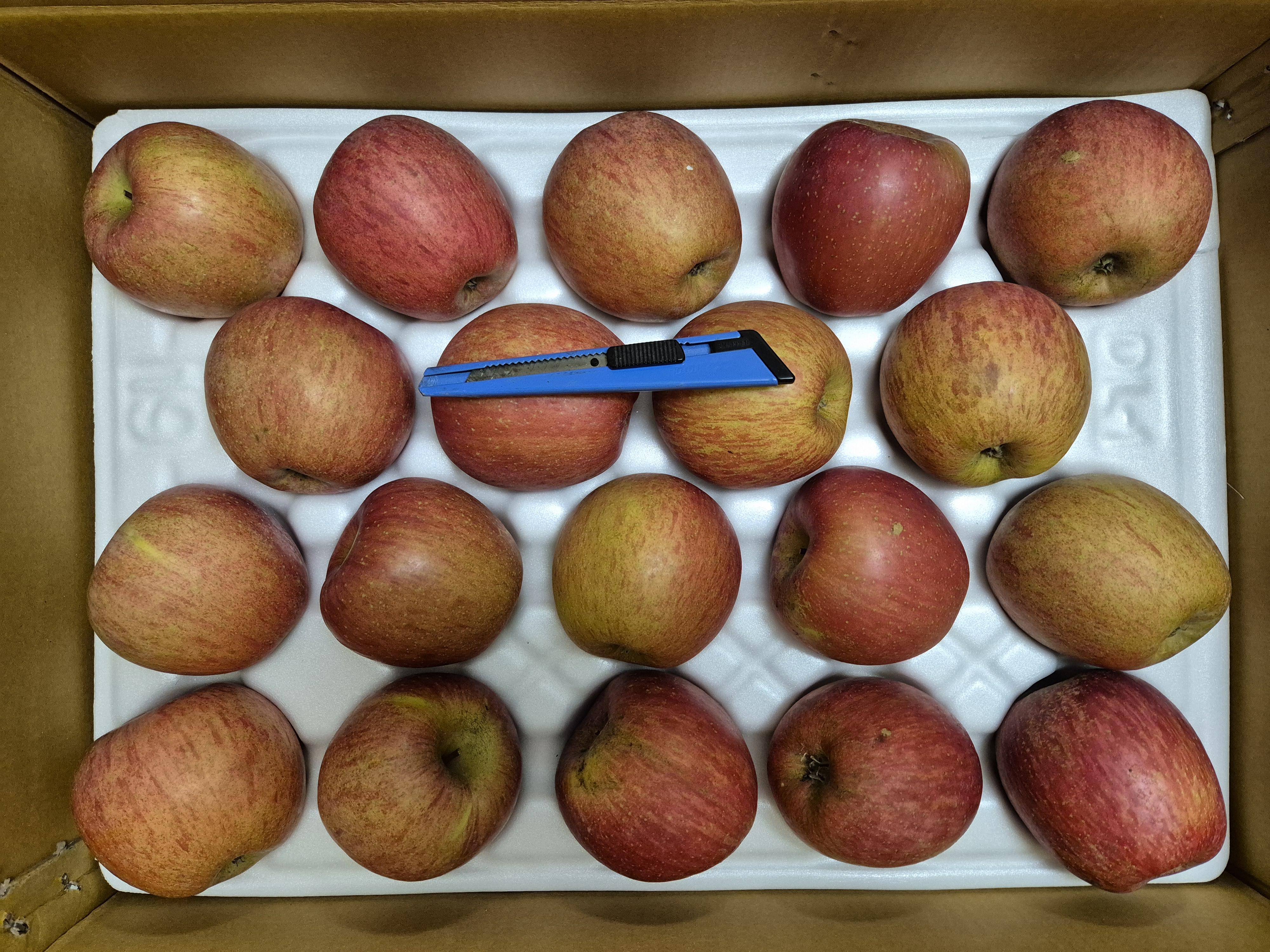 풍기농협 영주사과 3.5kg + 1kg 추가증정