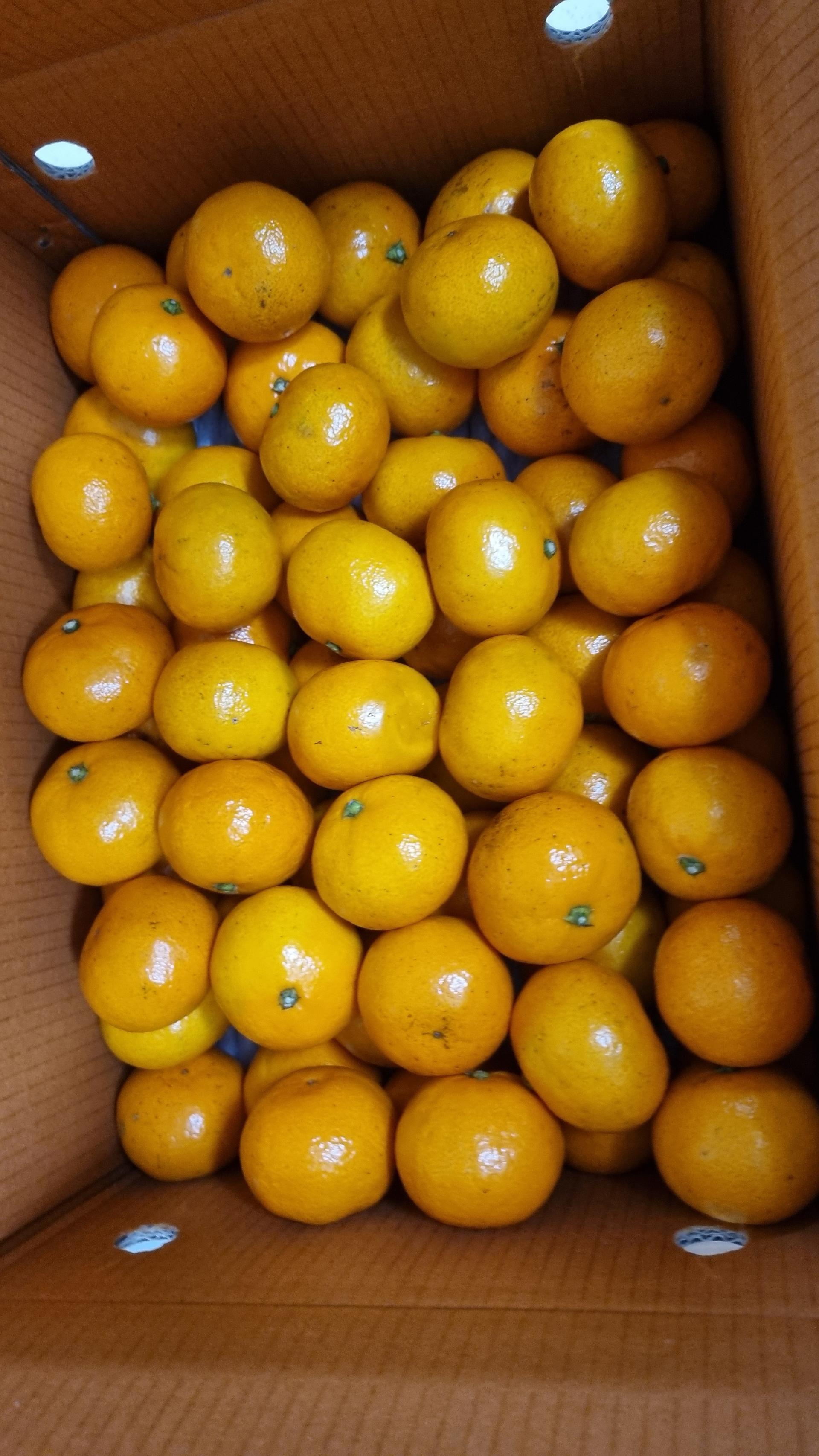 [연말한정! 감귤/오메기떡 개별 발송] 제주감귤 4kg (1박스)+오메기떡 20개 선물세트(택1)