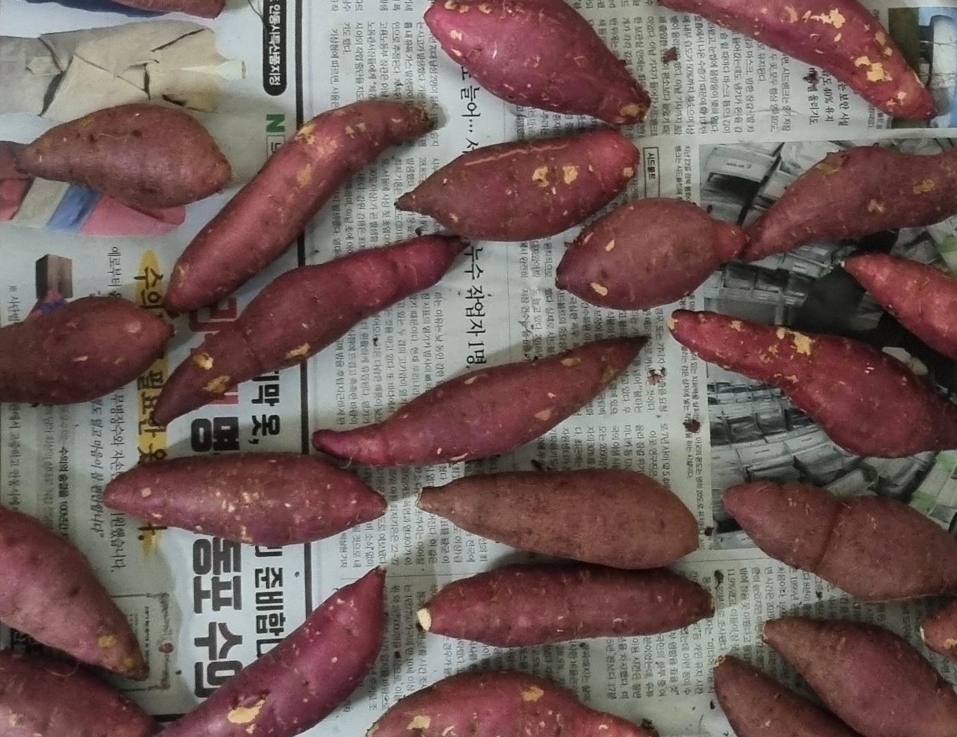 [EVENT] 무농약 김의준 꿀고구마 (대 3kg + 하 3kg) + 대 2kg 추가증정