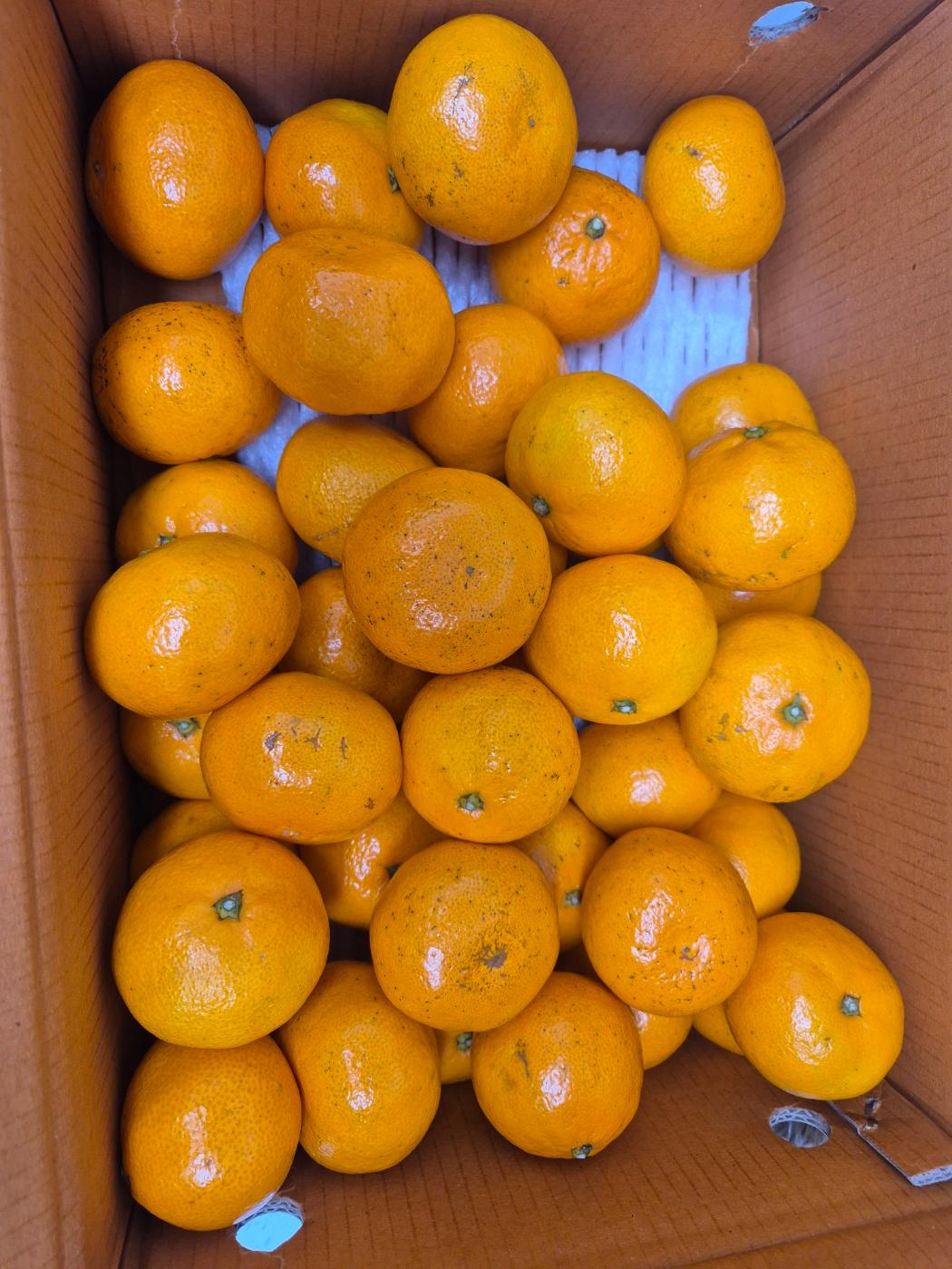 [연말한정! 감귤/오메기떡 개별 발송] 제주감귤 4kg (1박스)+오메기떡 20개 선물세트(택1)