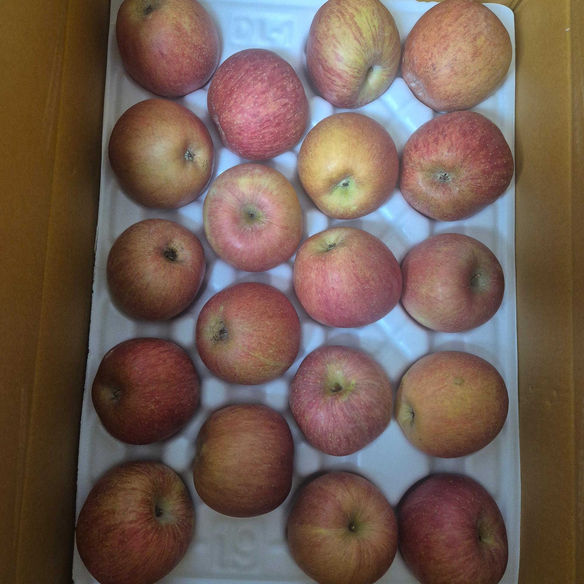 풍기농협 영주사과 3.5kg + 1kg 추가증정