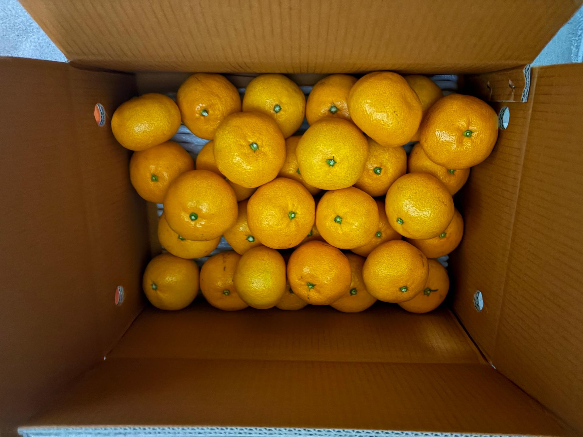 [연말한정! 감귤/흑돼지 개별 발송] 제주감귤 4kg (1박스)+흑돼지세트