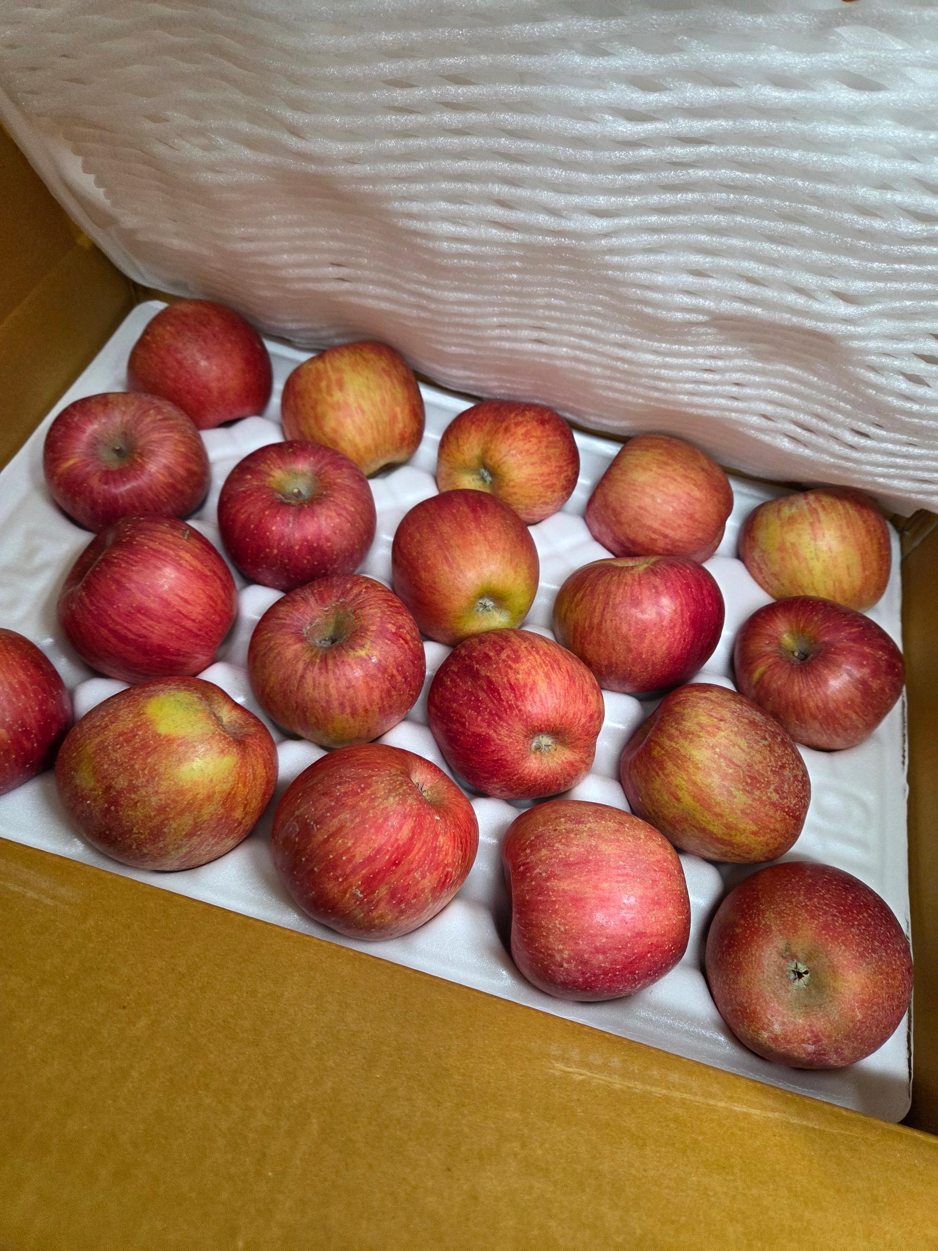 풍기농협 영주사과 3.5kg + 1kg 추가증정