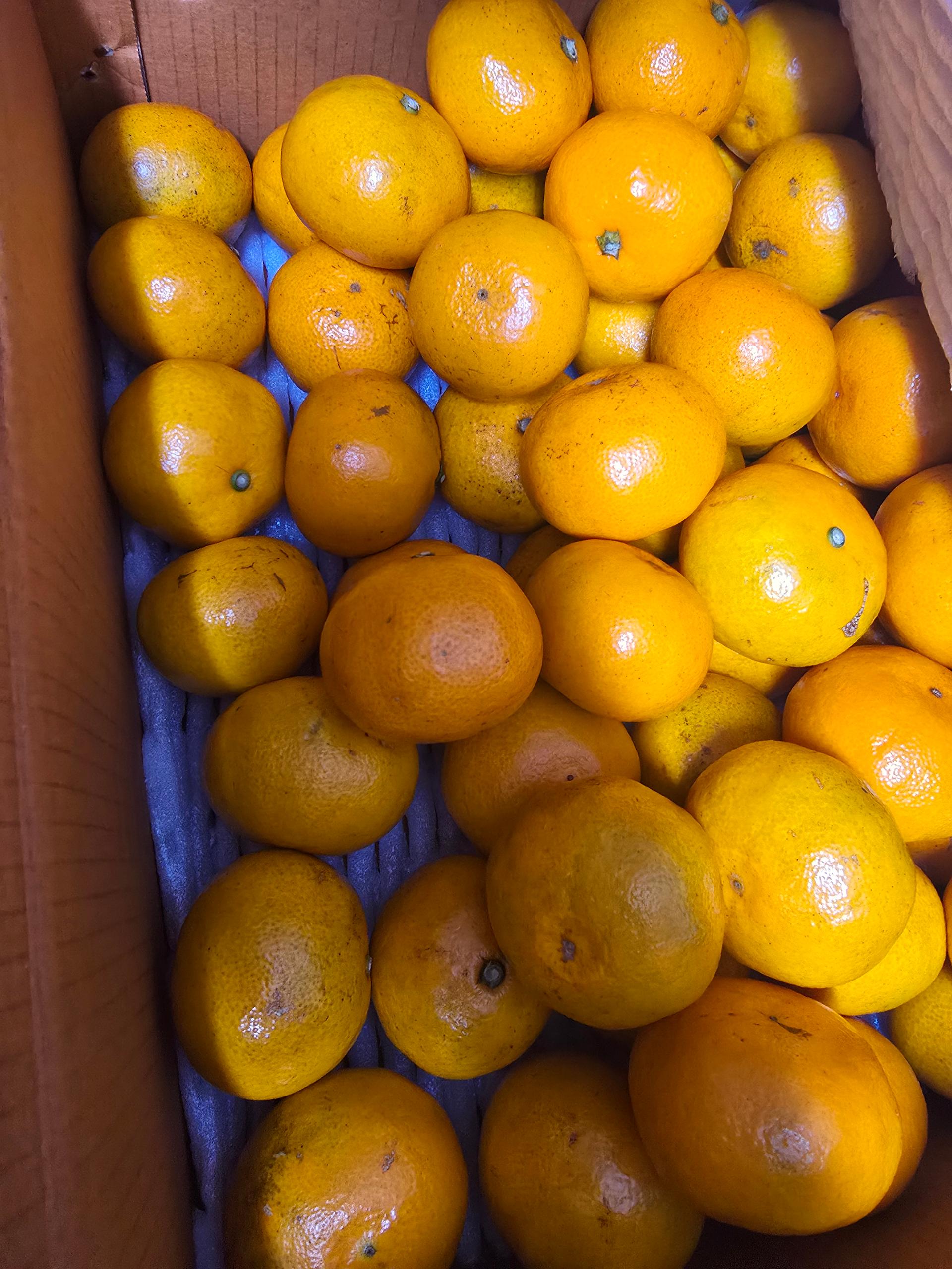 [연말한정! 감귤/흑돼지 개별 발송] 제주감귤 4kg (1박스)+흑돼지세트